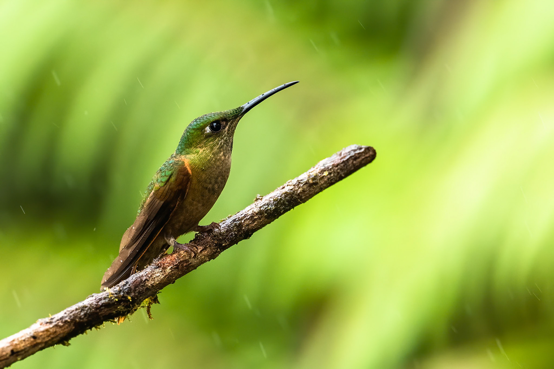 Fawn-breasted brilliant (female), Las Tangeras, Colombia