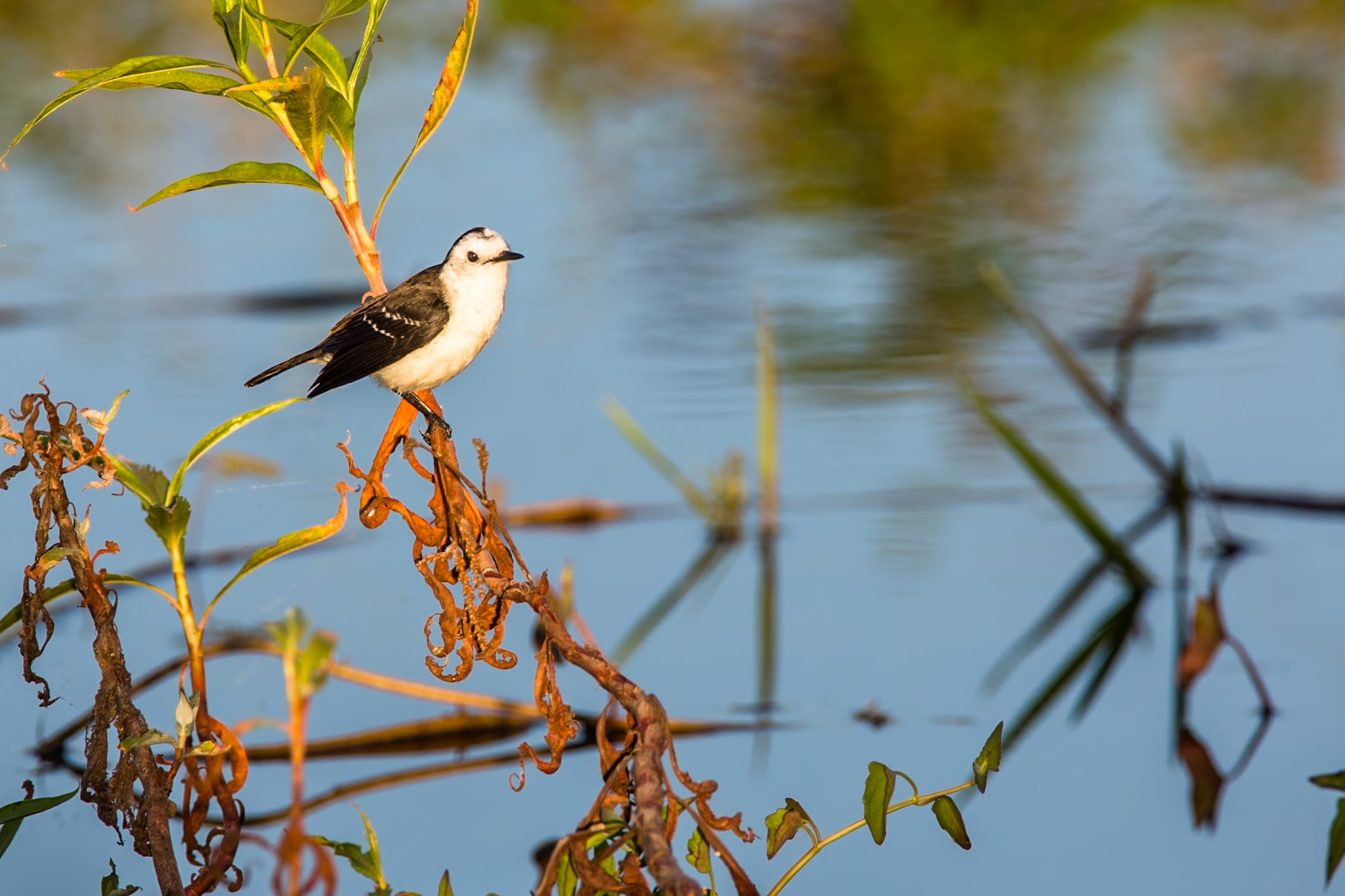Black-backed water tyrant, Transpantaneira, Pantanal, Brazil