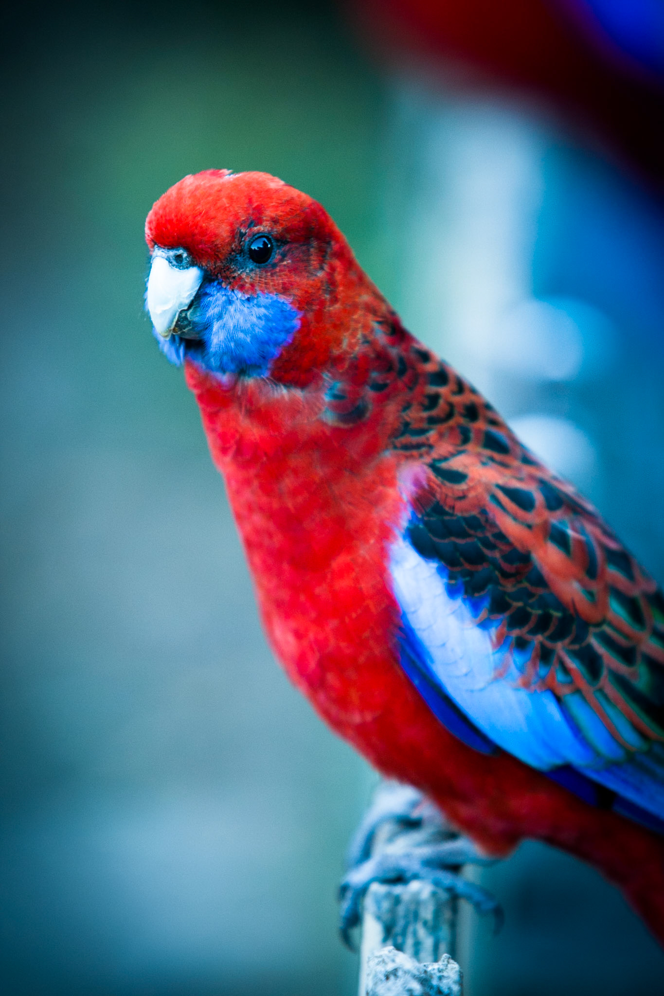 Lamington National Park, Queensland