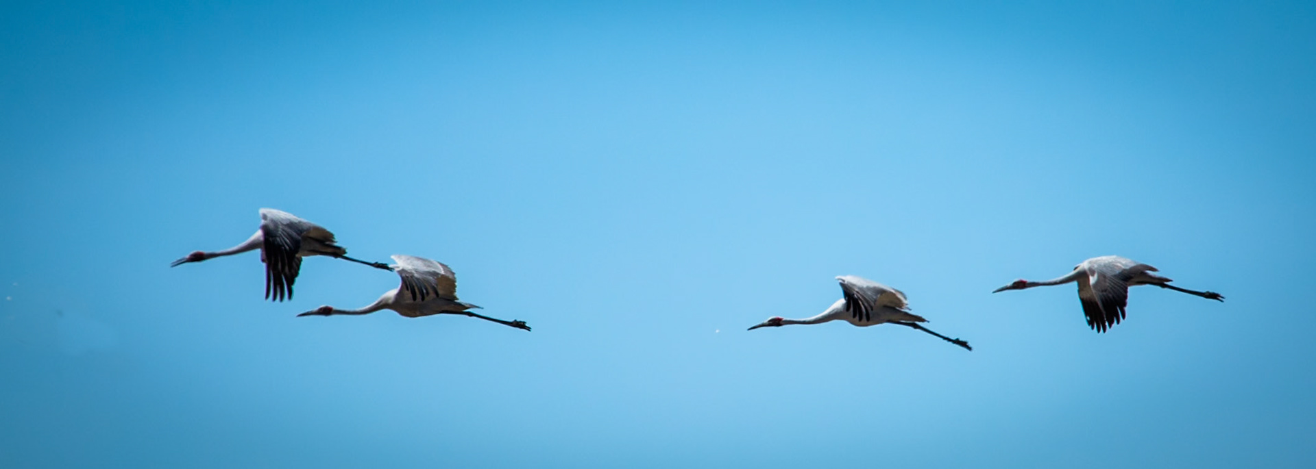 Brolgas, Broome, West Australia