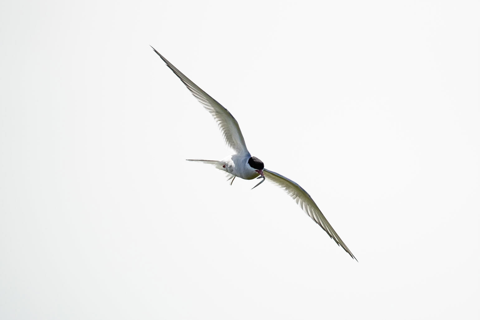 Arctic tern, Sandgerði, Iceland