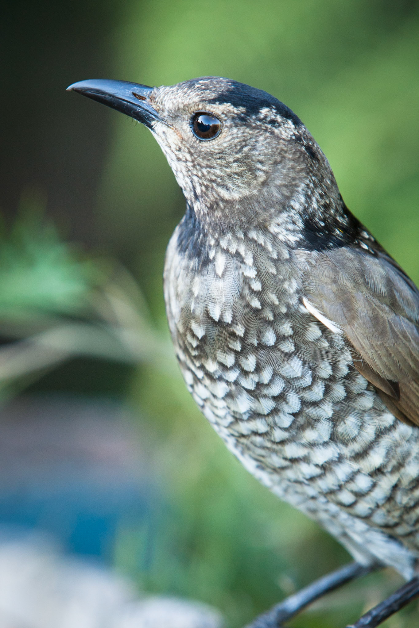 Lamington National Park, Queensland