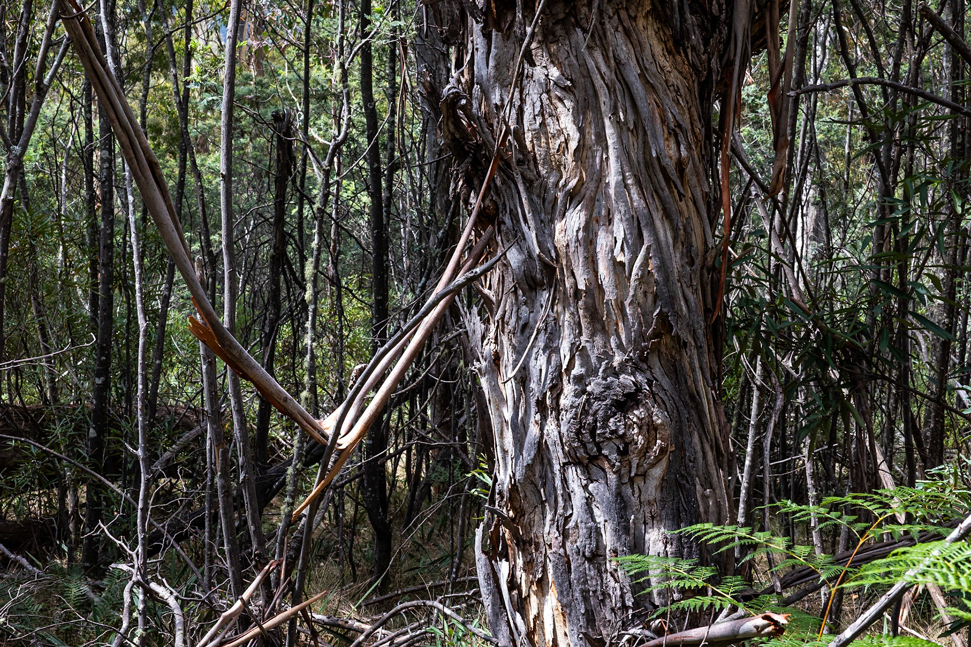Perisher Valley to Bullock's Flat, Snowies Hiking Trail, Snowy Mountains, New South Wales, Australia