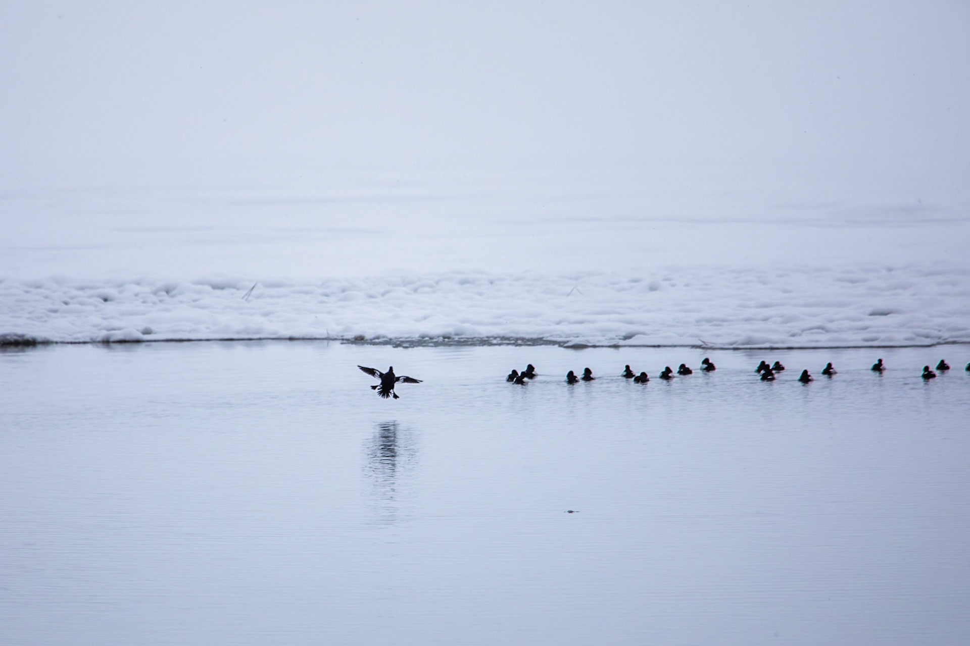 Mallards, near Abashiri, Hokkaido, Japan