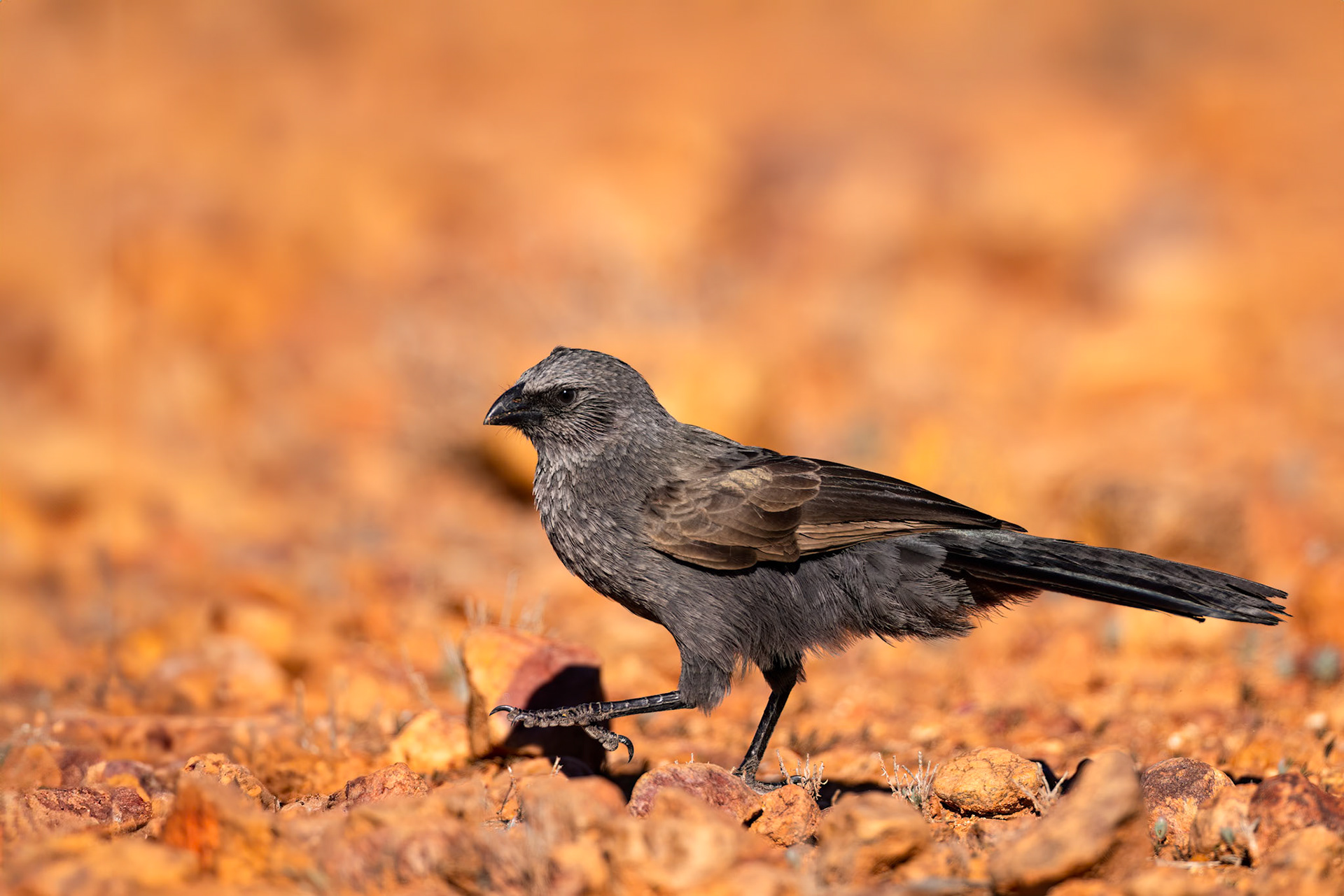 Apostlebird, Windorah to Eromanga, Queensland, Australia