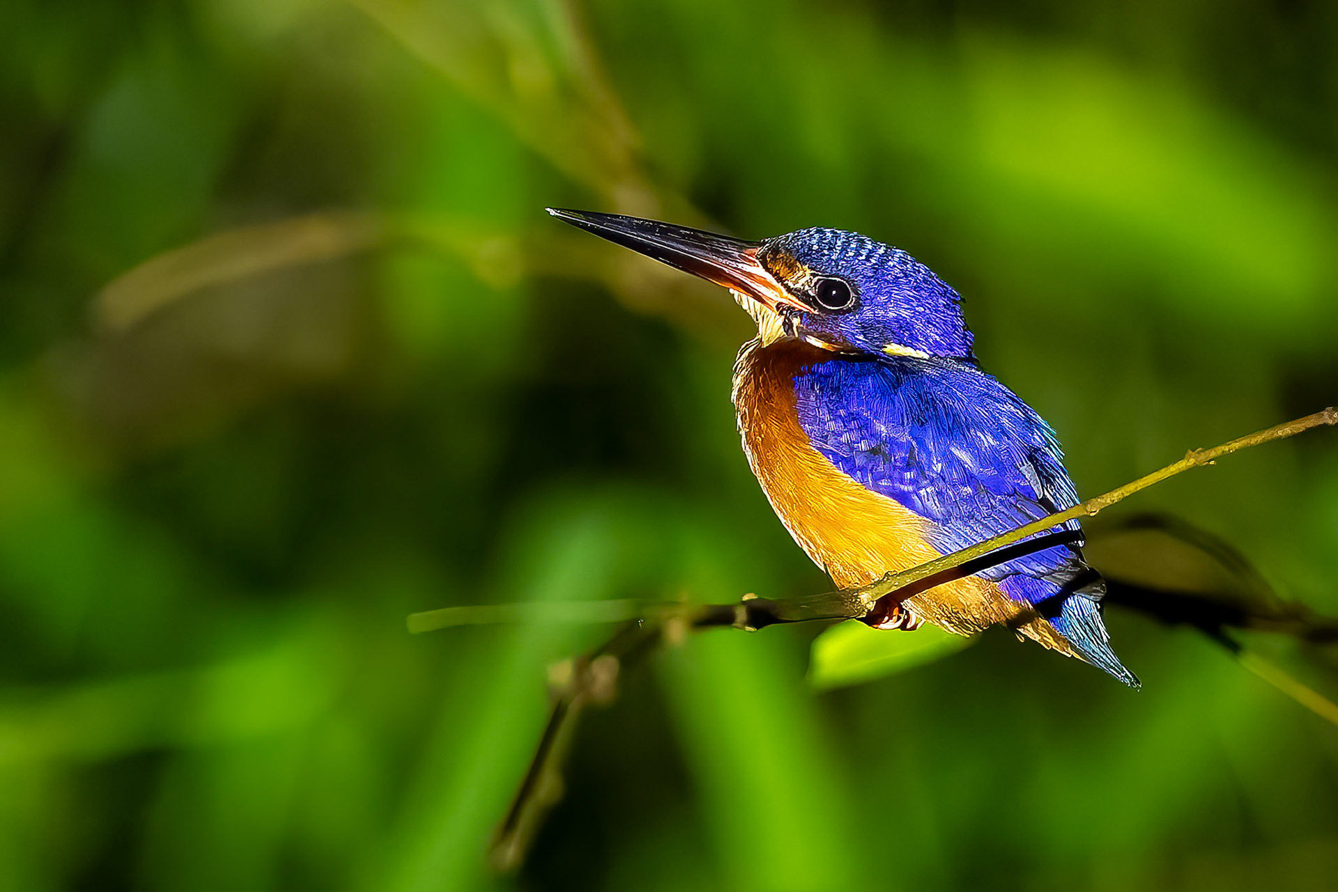 Blue-eared kingfisher, Utan, Borneo
