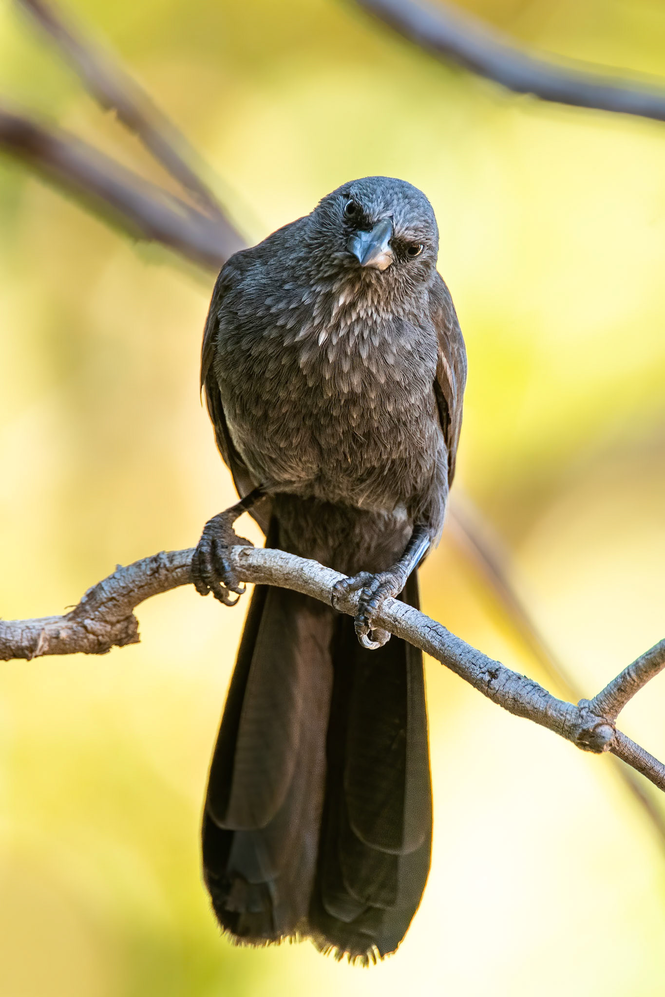 Apostle bird, Daly Waters, Northern Territory, Australia