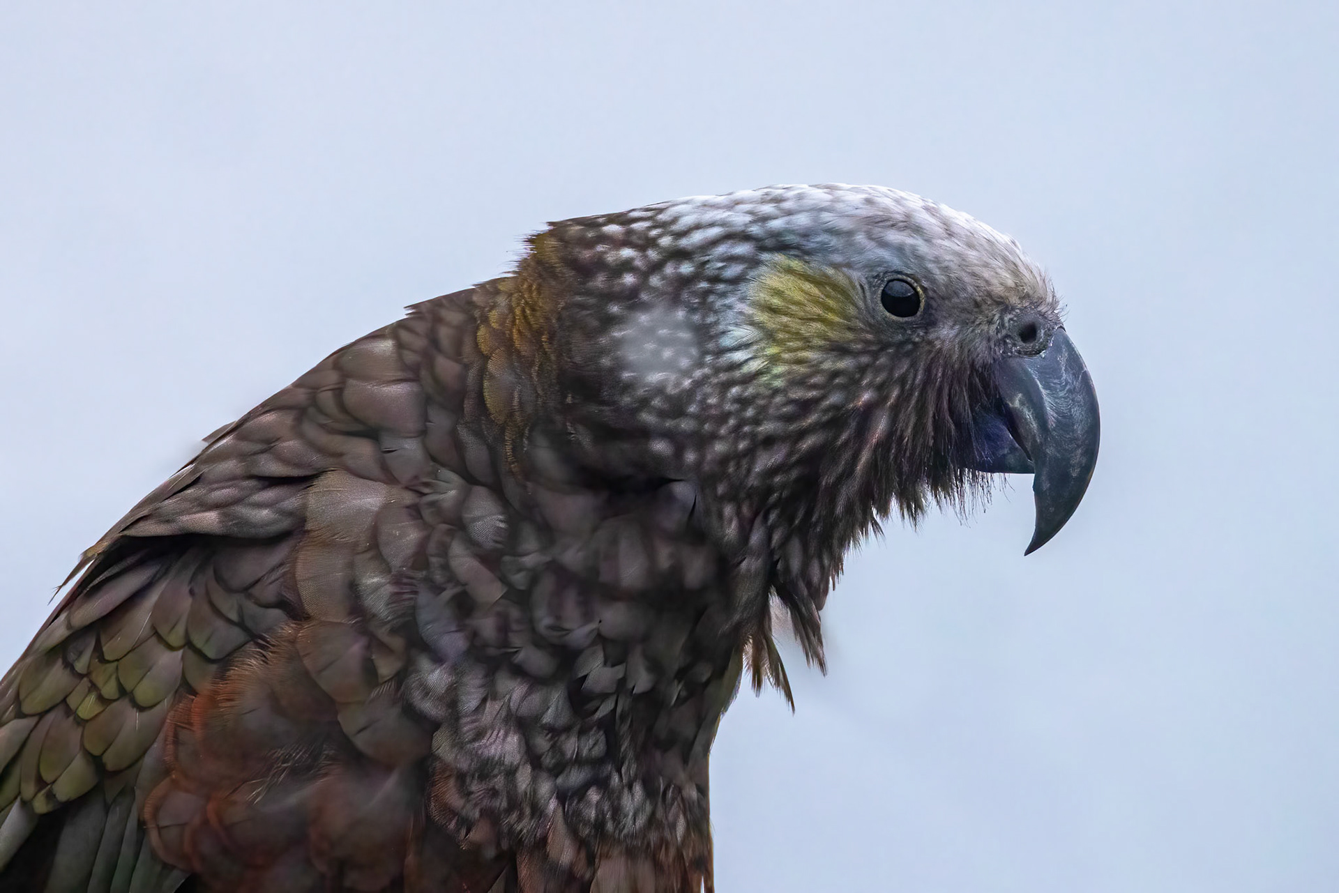 New Zealand Kaka, Stewart Island, New Zealand
