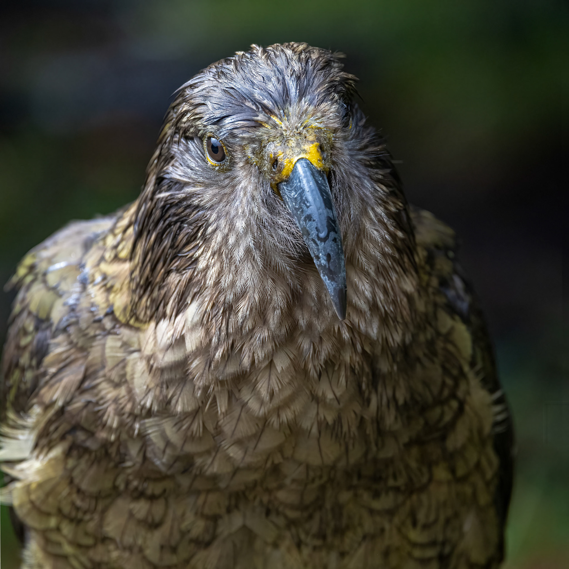 Kea, Arthur's Pass, New Zealand