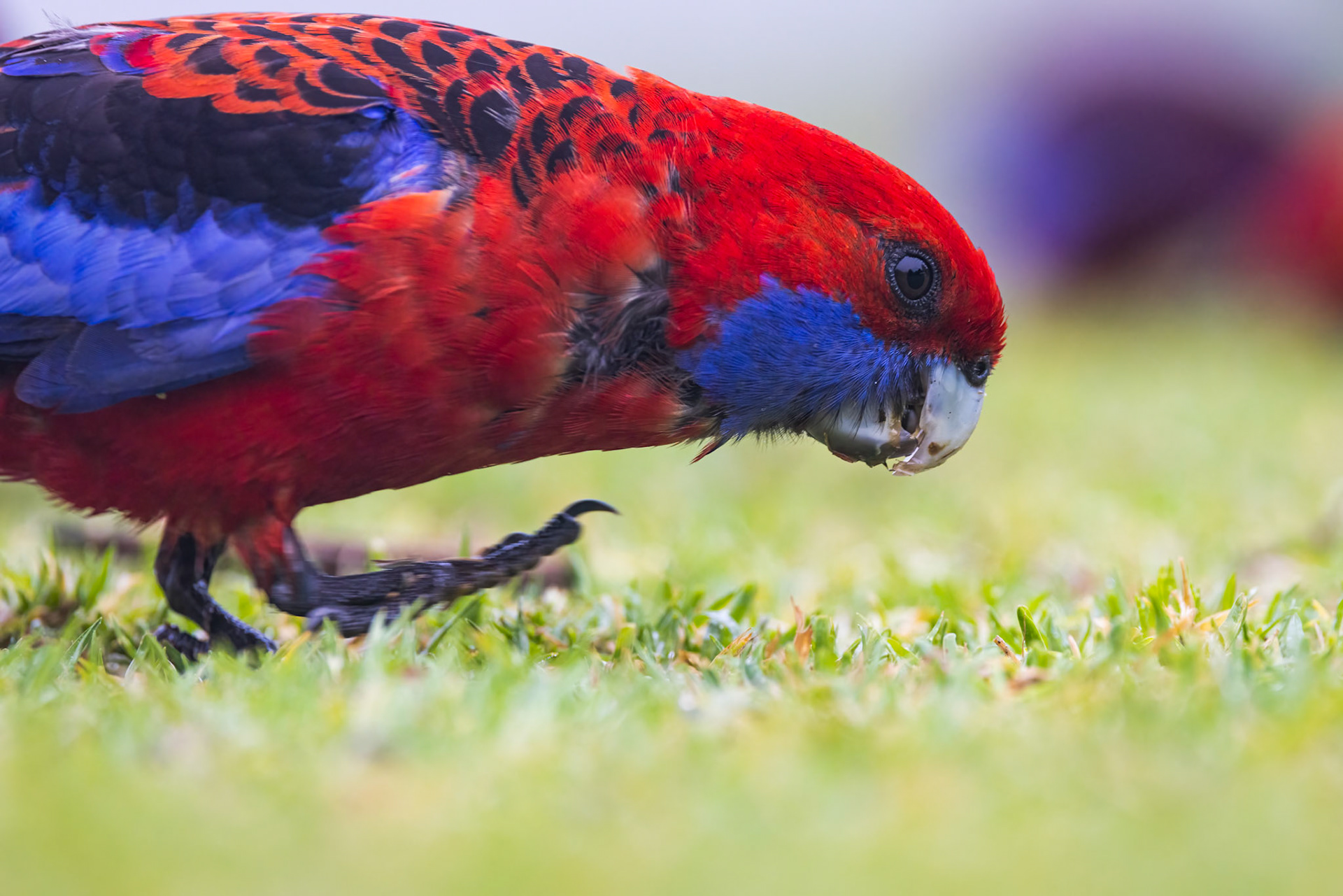 Crimson rosella, O'Reilly's Rainforest Retreat, Lamington National Park, Queensland, Australia