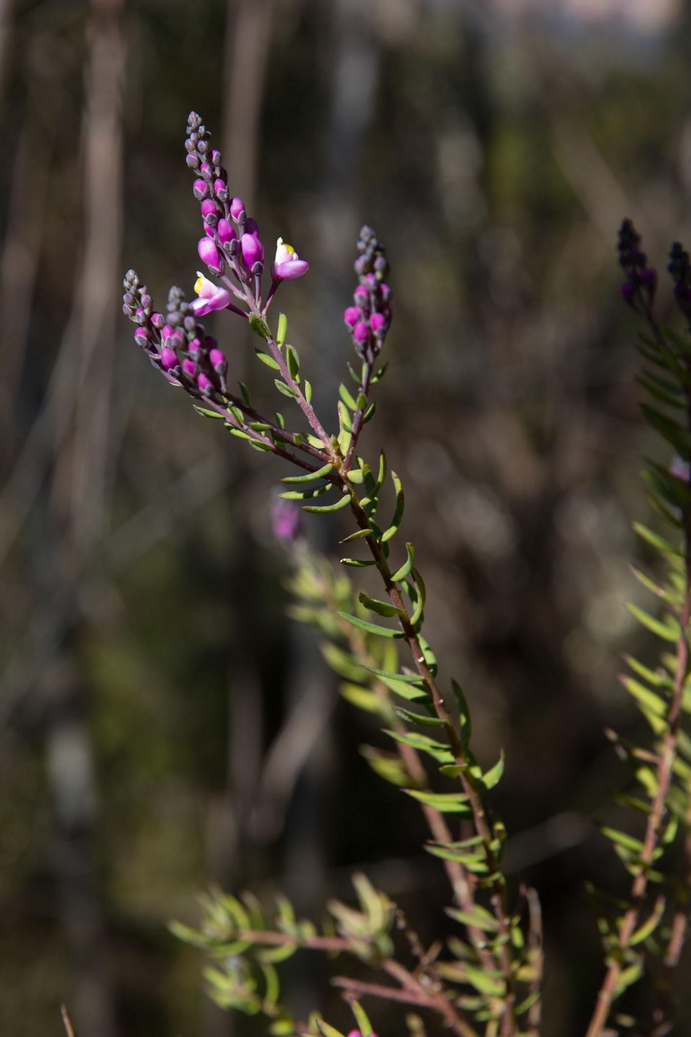 Descended from Neates Glen car park down to and through the Grand Canyon and back up to Evans Lookout. We continued along the clifftop path to Govett's leap and then on to Pulpit Rock. Notes by Peter Watt.