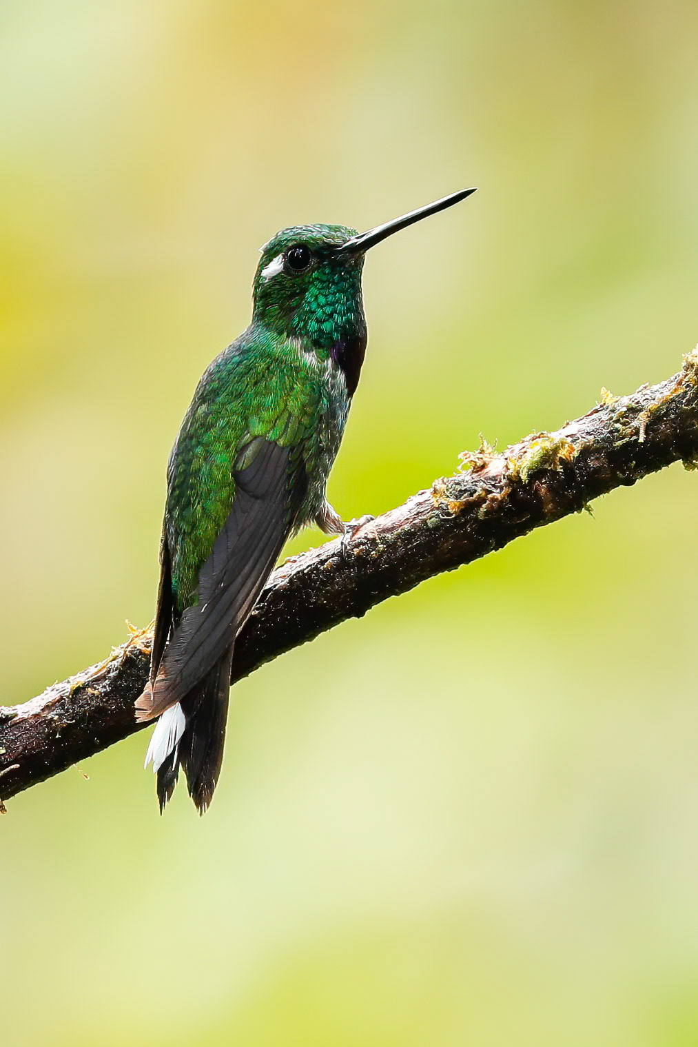 Purple-bibbed whitetip , Las Tangeras, Colombia