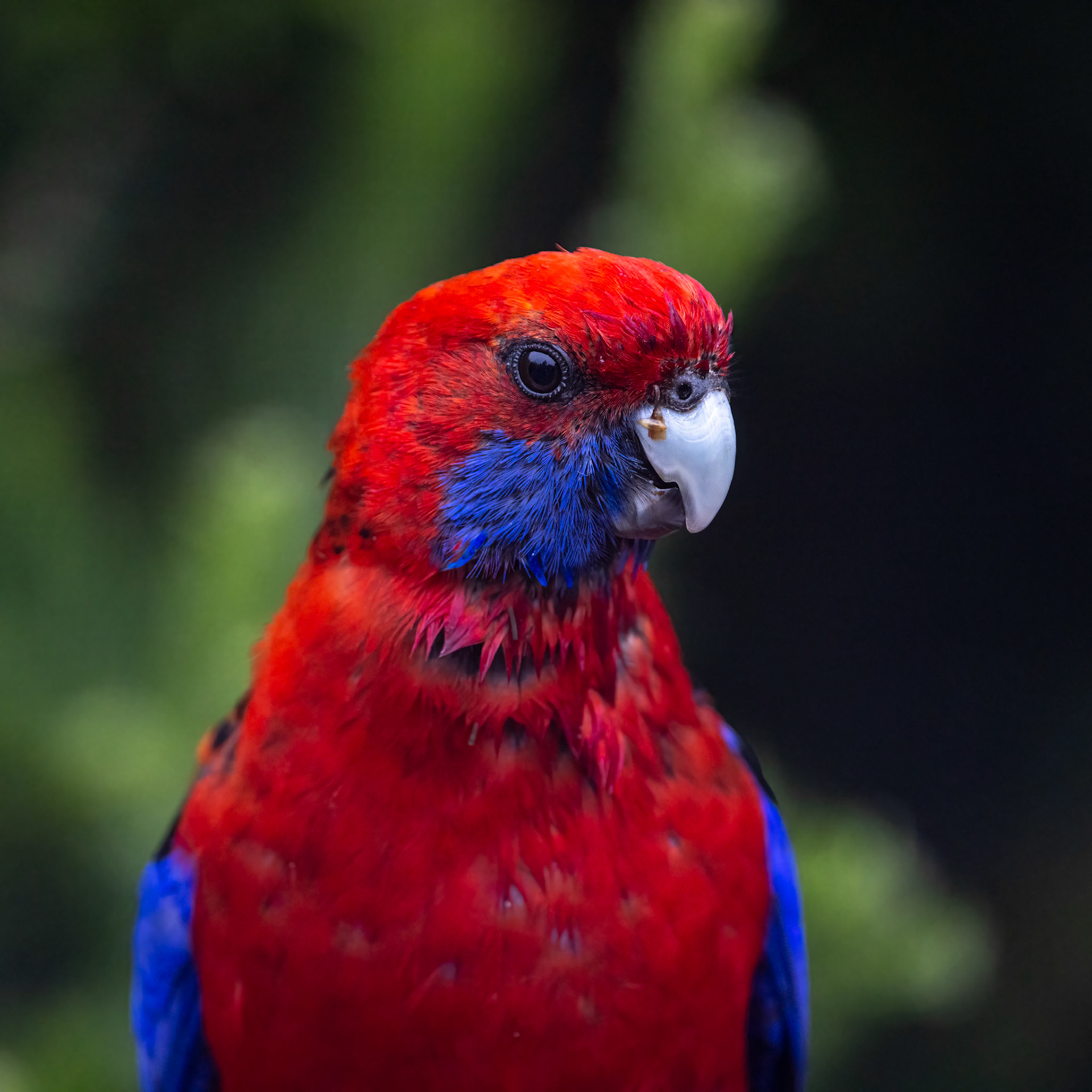 Crimson rosella, O'Reilly's Rainforest Retreat, Lamington National Park, Queensland, Australia