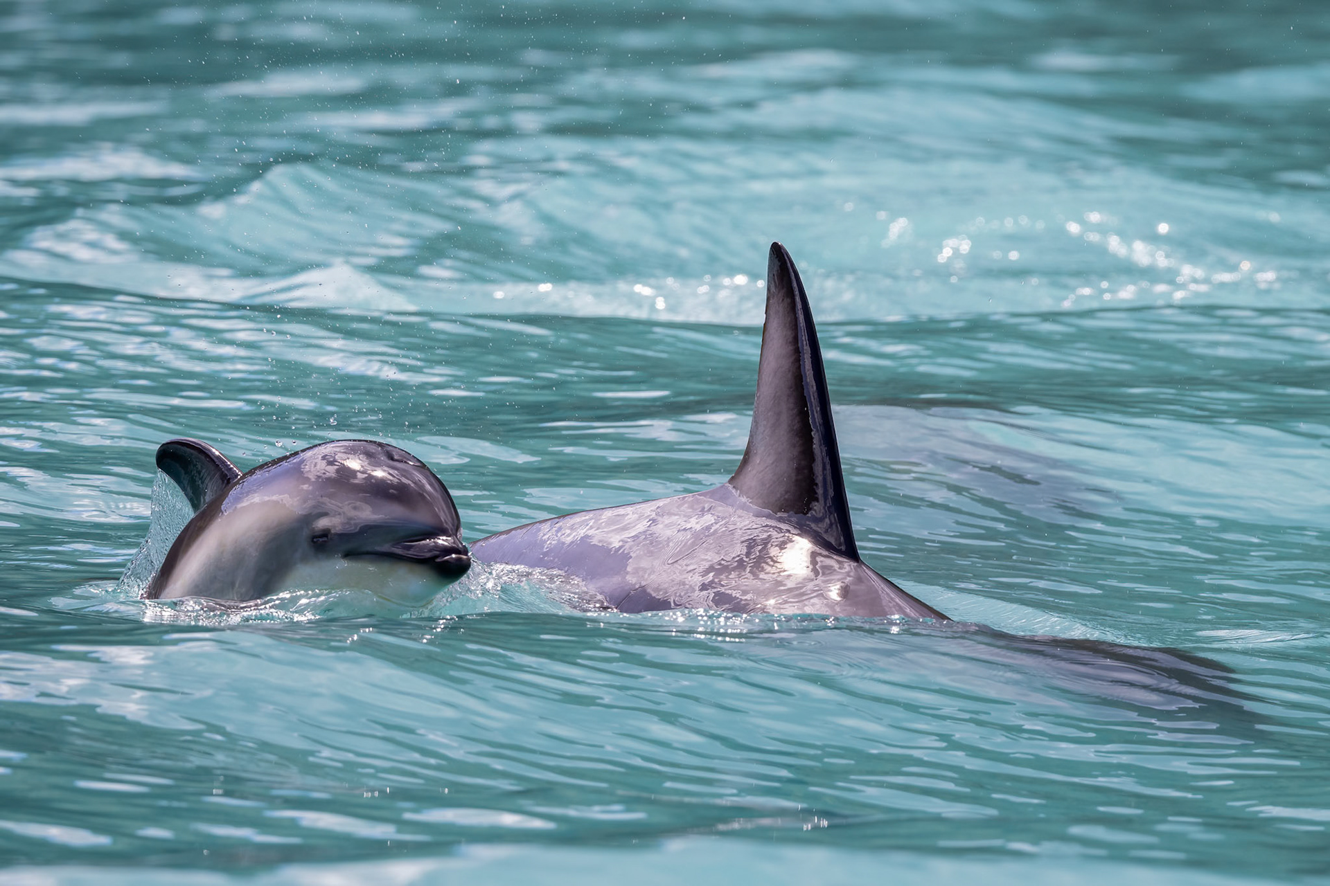 Dusky dolphin, Kaikōura, New Zealand