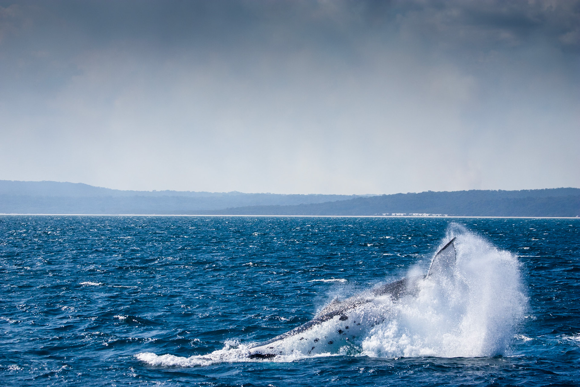 Humpback whale splash down after breaching, Hervey Bay near Fraser Island, Queensland