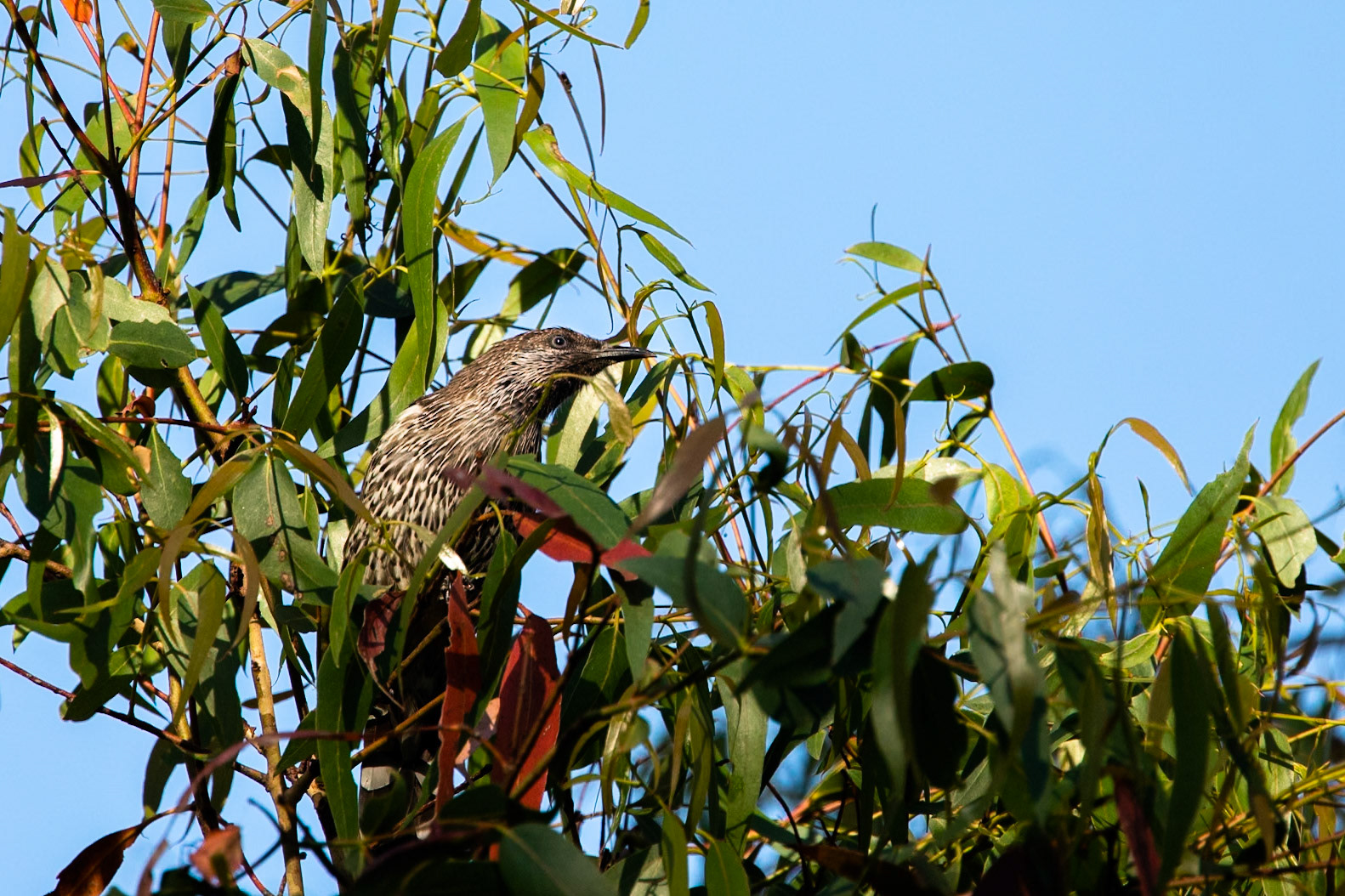 Little wattlebird, Peter Murrell Reserve, Hobart, Tasmania