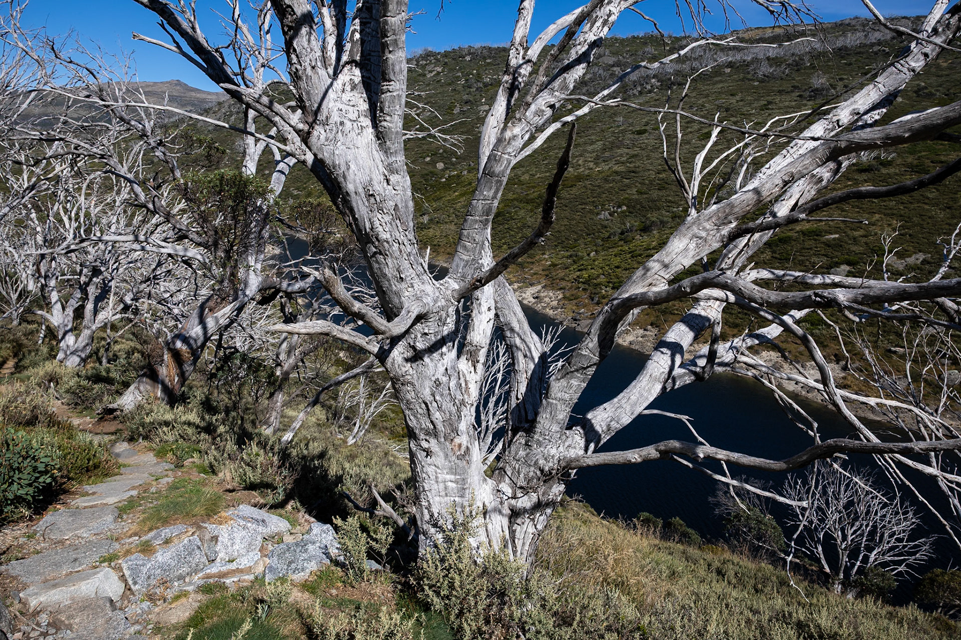 Guthega to Charlotte's Pass, Snowies Alpine Trail, Snowy Mountains, New South Wales, Australia
