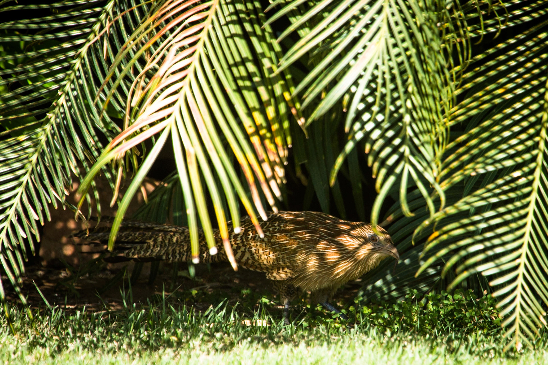 Pheasant coucal, El Questro Wilderness Park, The Kimberly, Western Australia