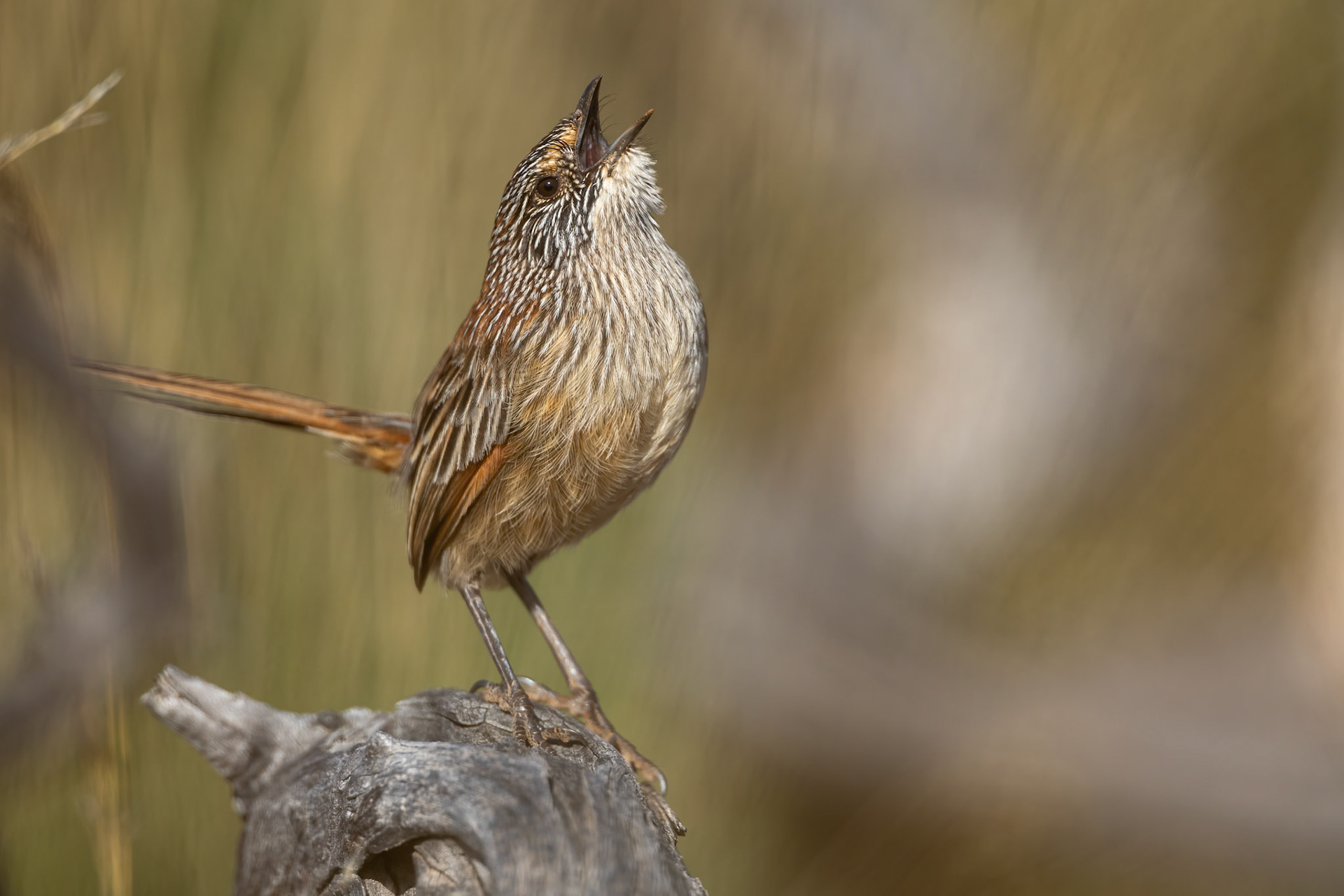 Short-tailed grasswren, Mt Ives, Port Augusta, South Australia
