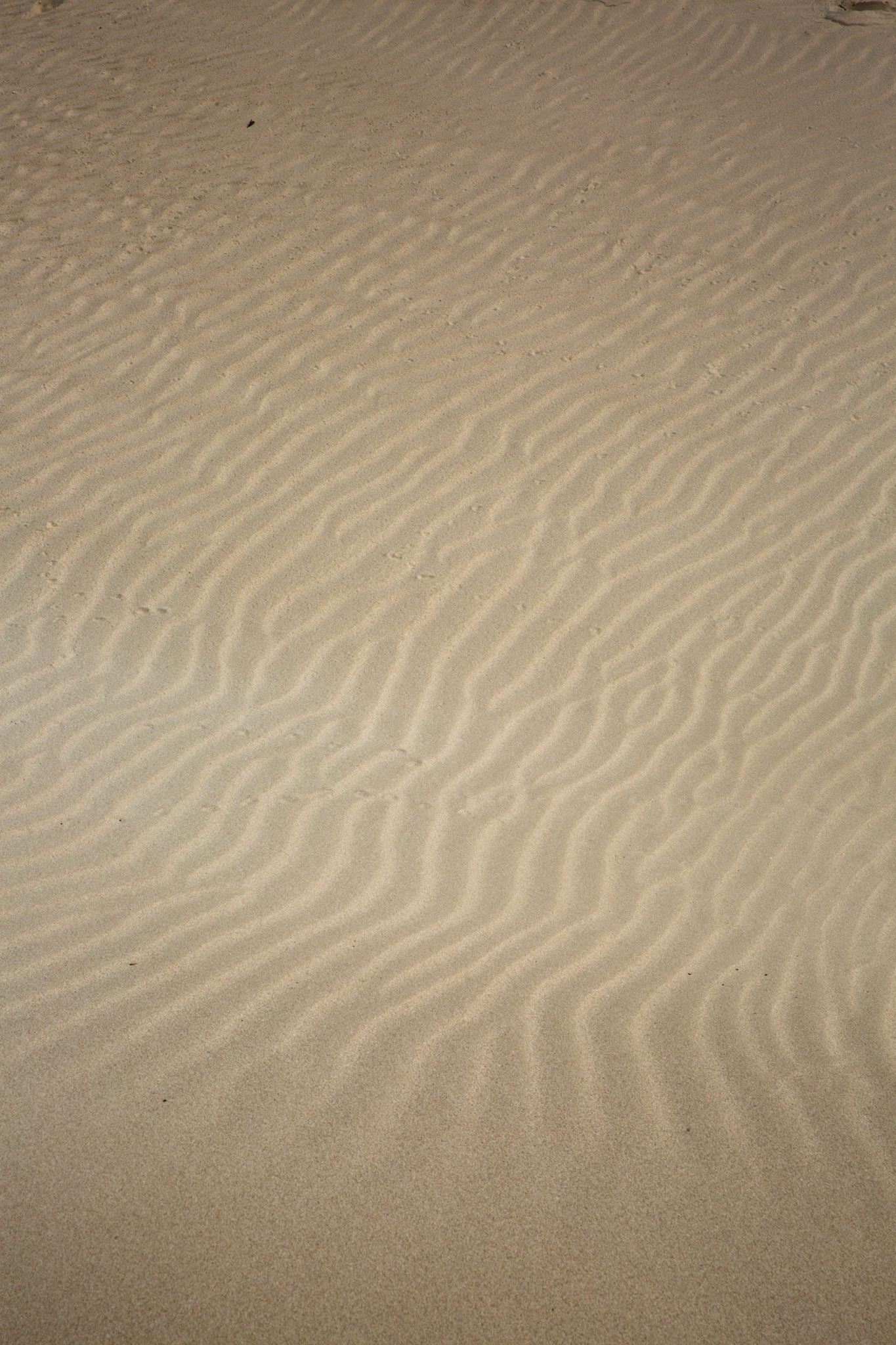 Ripples in the sand, Koppie Alleeen, De Hoop