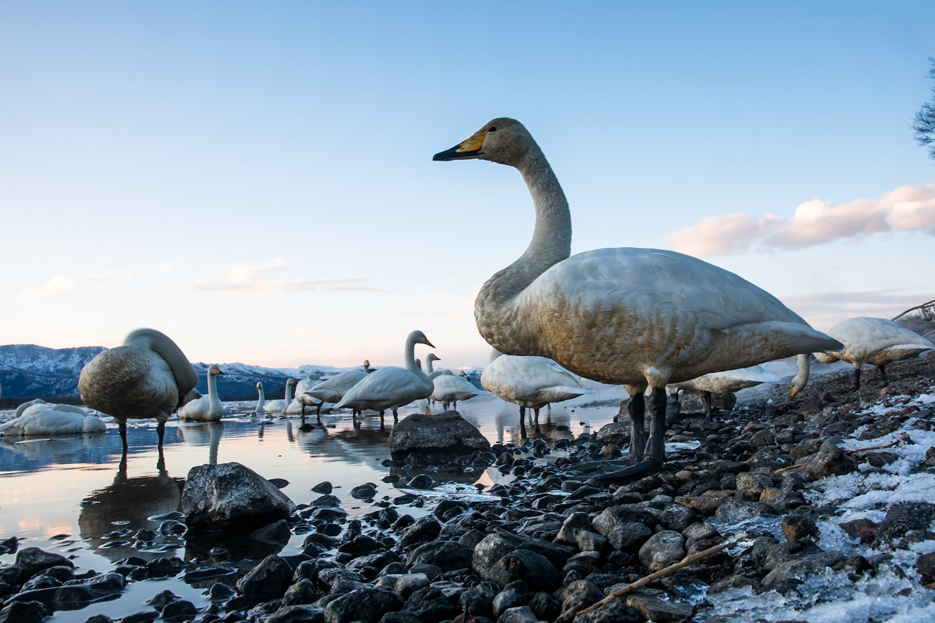 Whooper swans, Lake Kussharo, Hokkaido, Japan