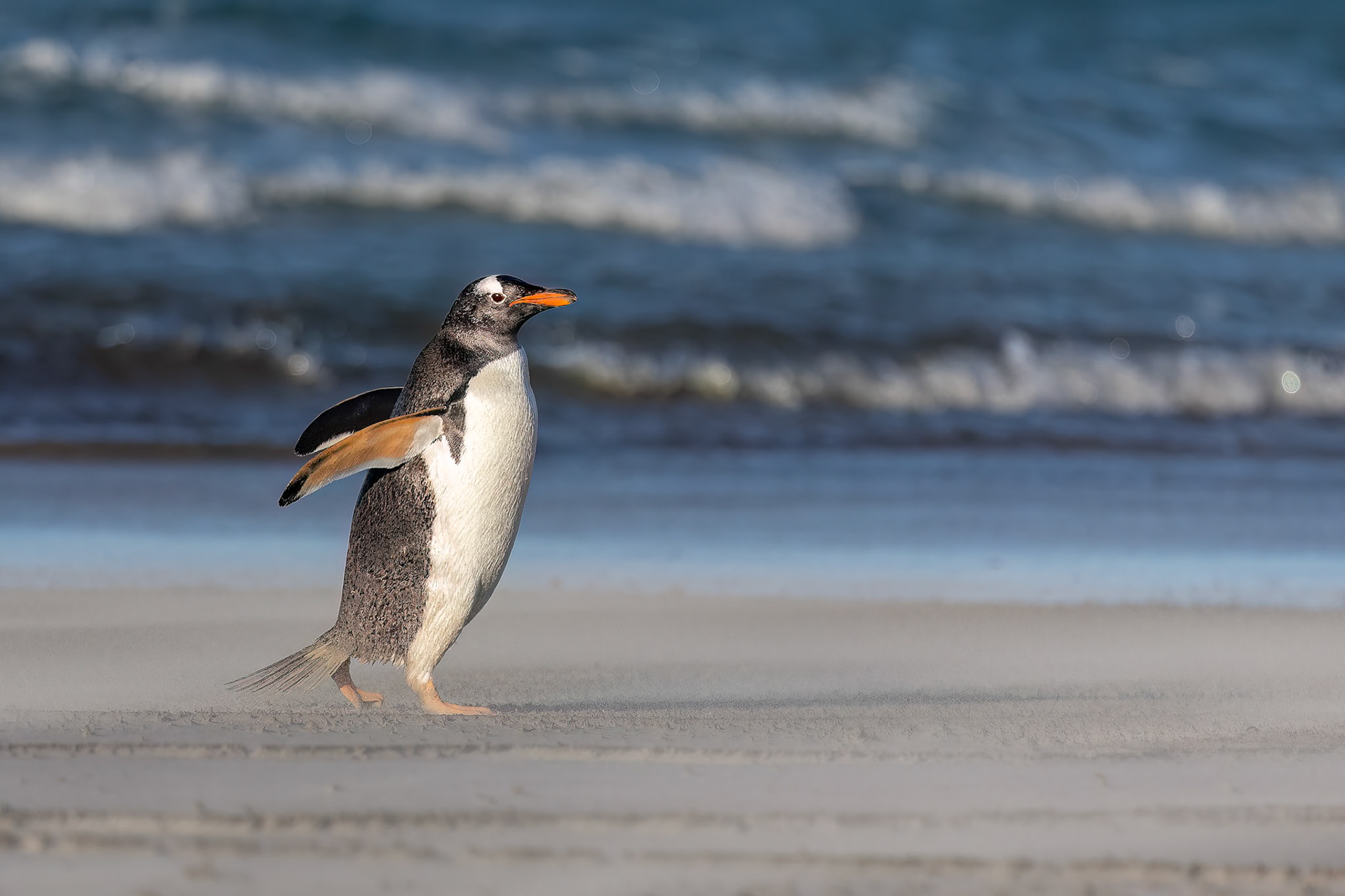 Gentoo penguin, The Neck, Saunders Island, Falkland Islands