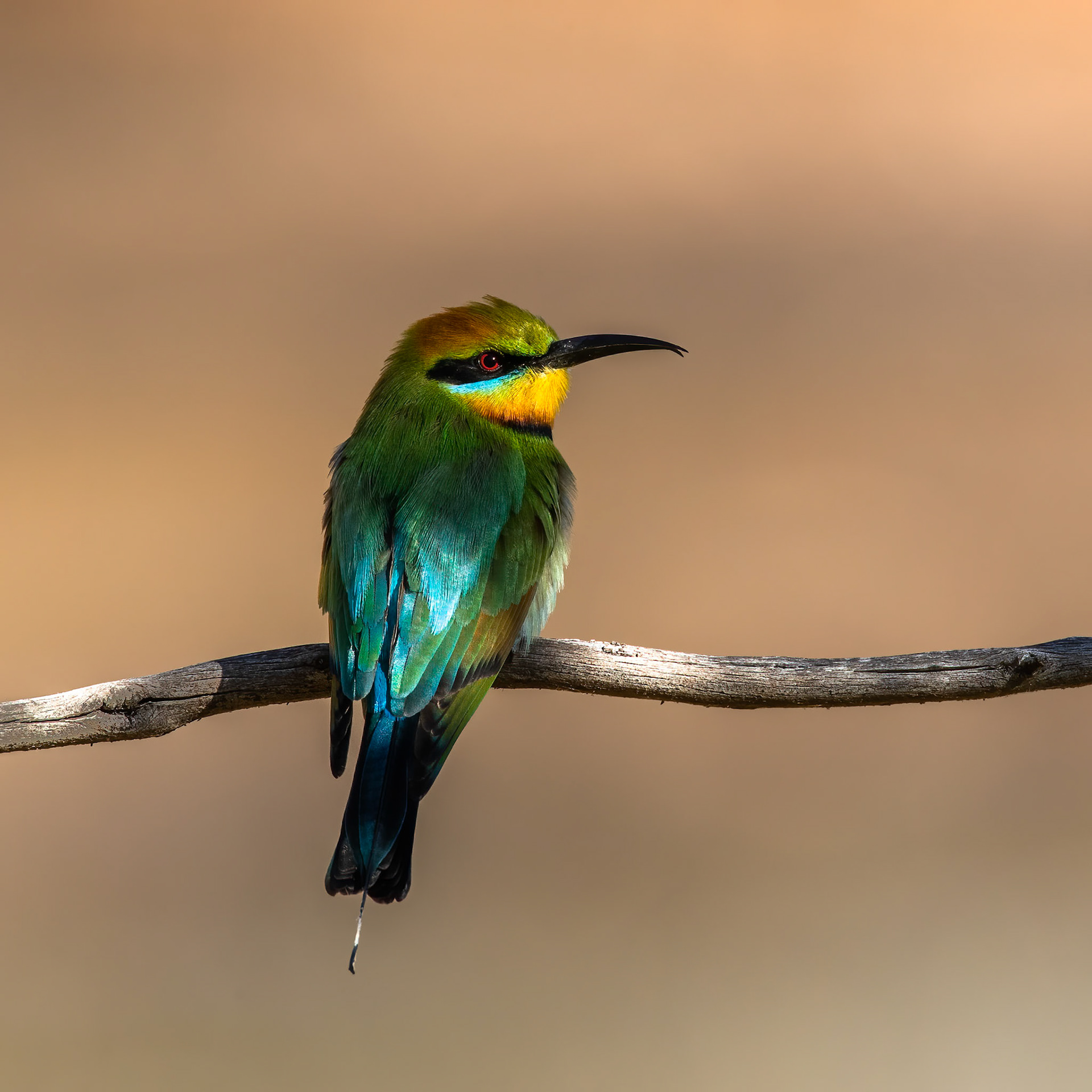 Rainbow bee-eater, Lake Moondarra, Mount Isa, Queensland, Australia