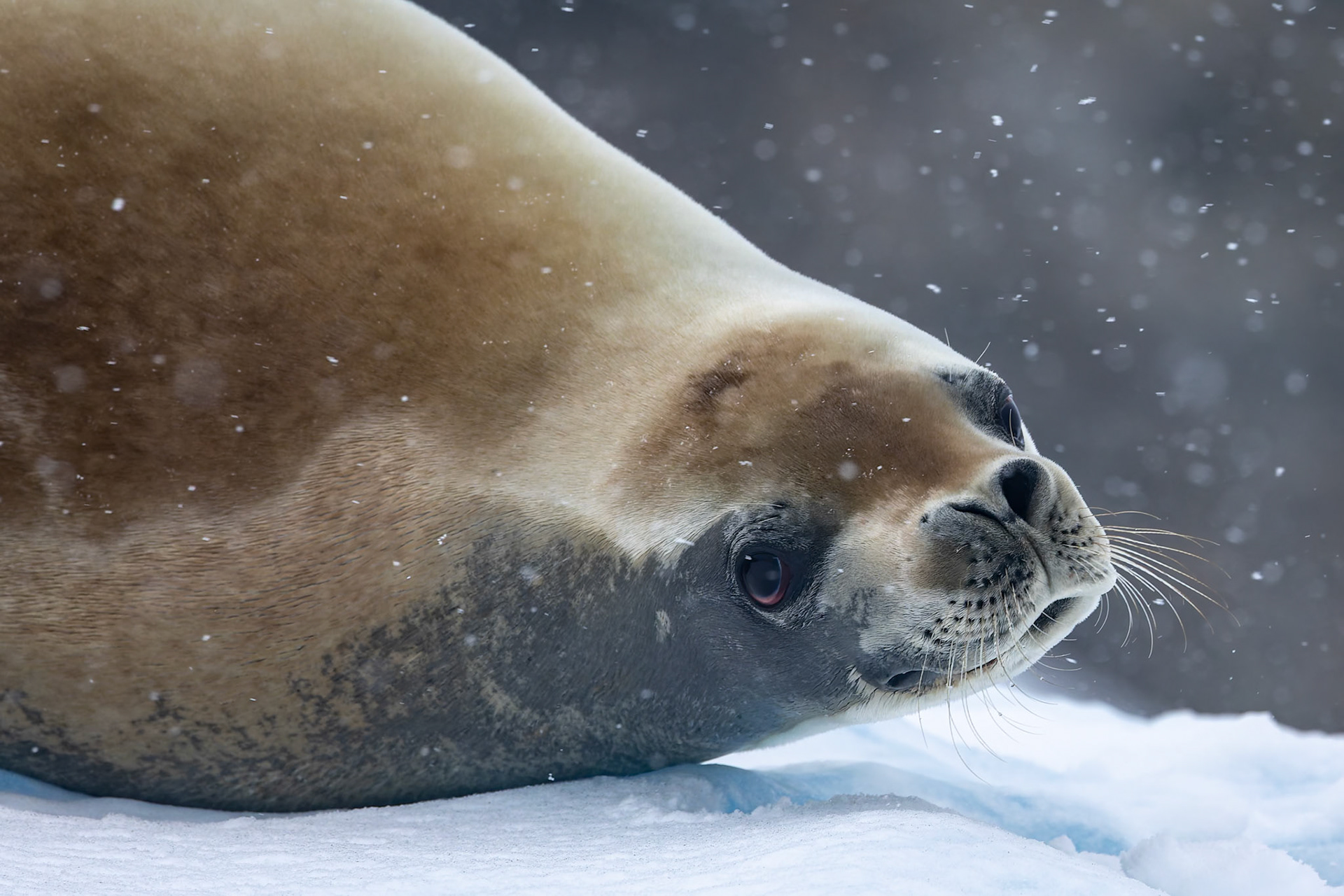 Crabeater seal, Cierva Cove, Antarctica