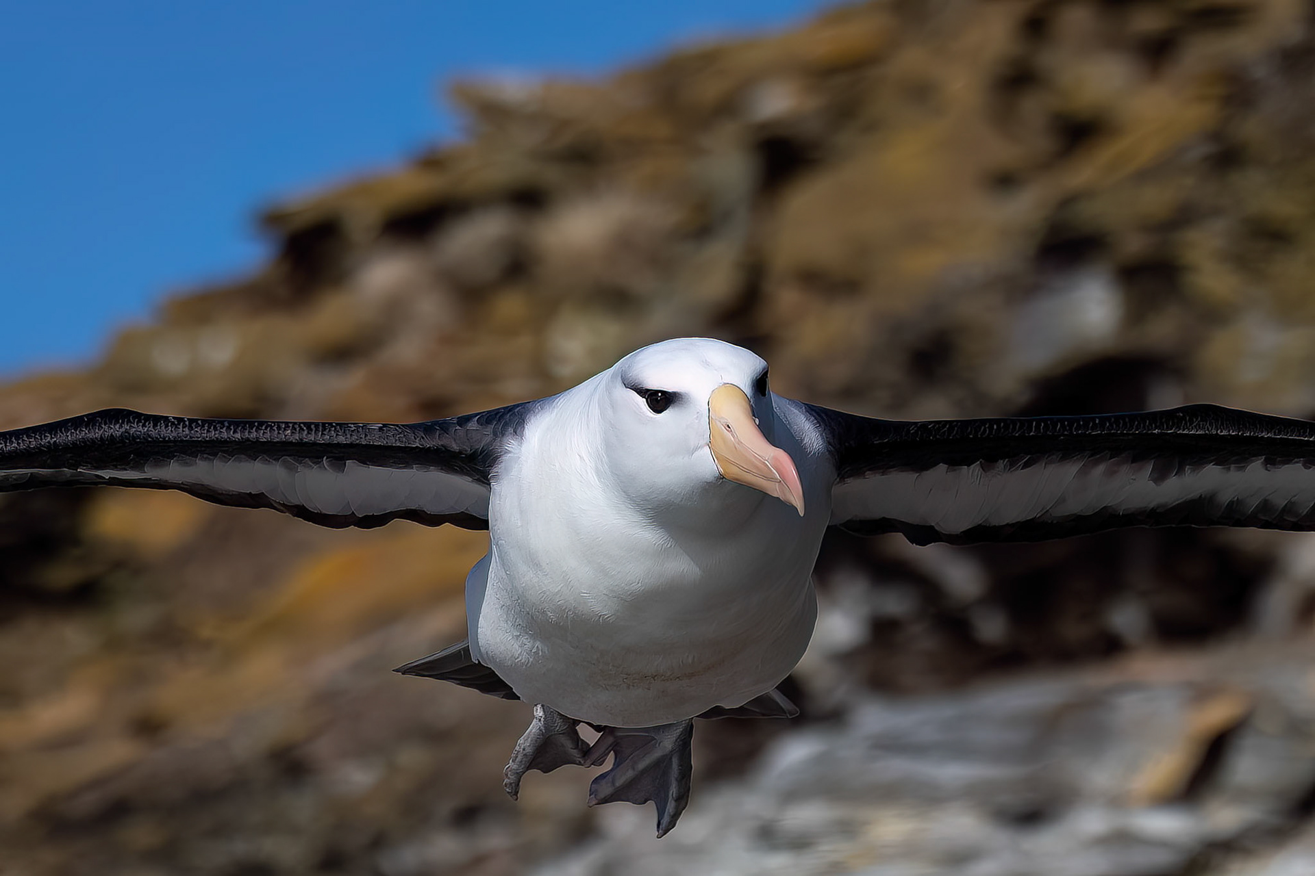 Black-browed albatross, The Settlement, Saunders Island, Falkland Islands