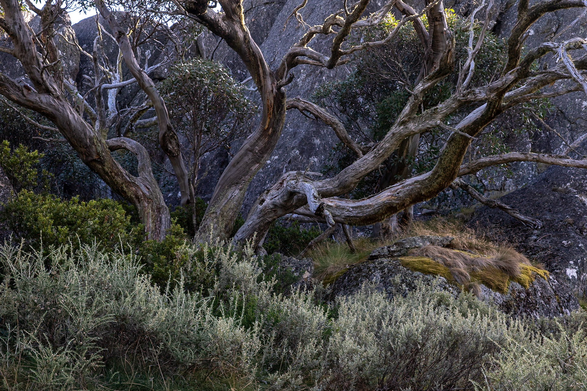 Perisher Valley to Bullock's Flat, Snowies Hiking Trail, Snowy Mountains, New South Wales, Australia