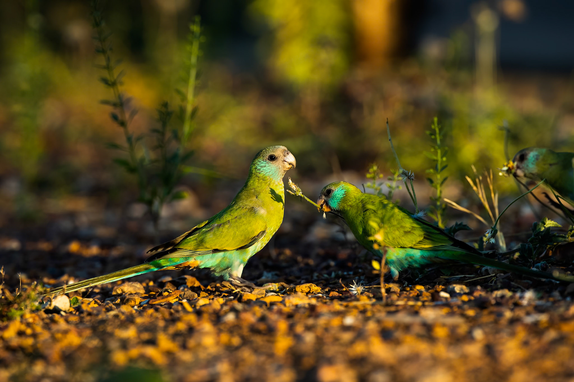 Hooded parrot, Pine Creek, Northern Territory, Australia