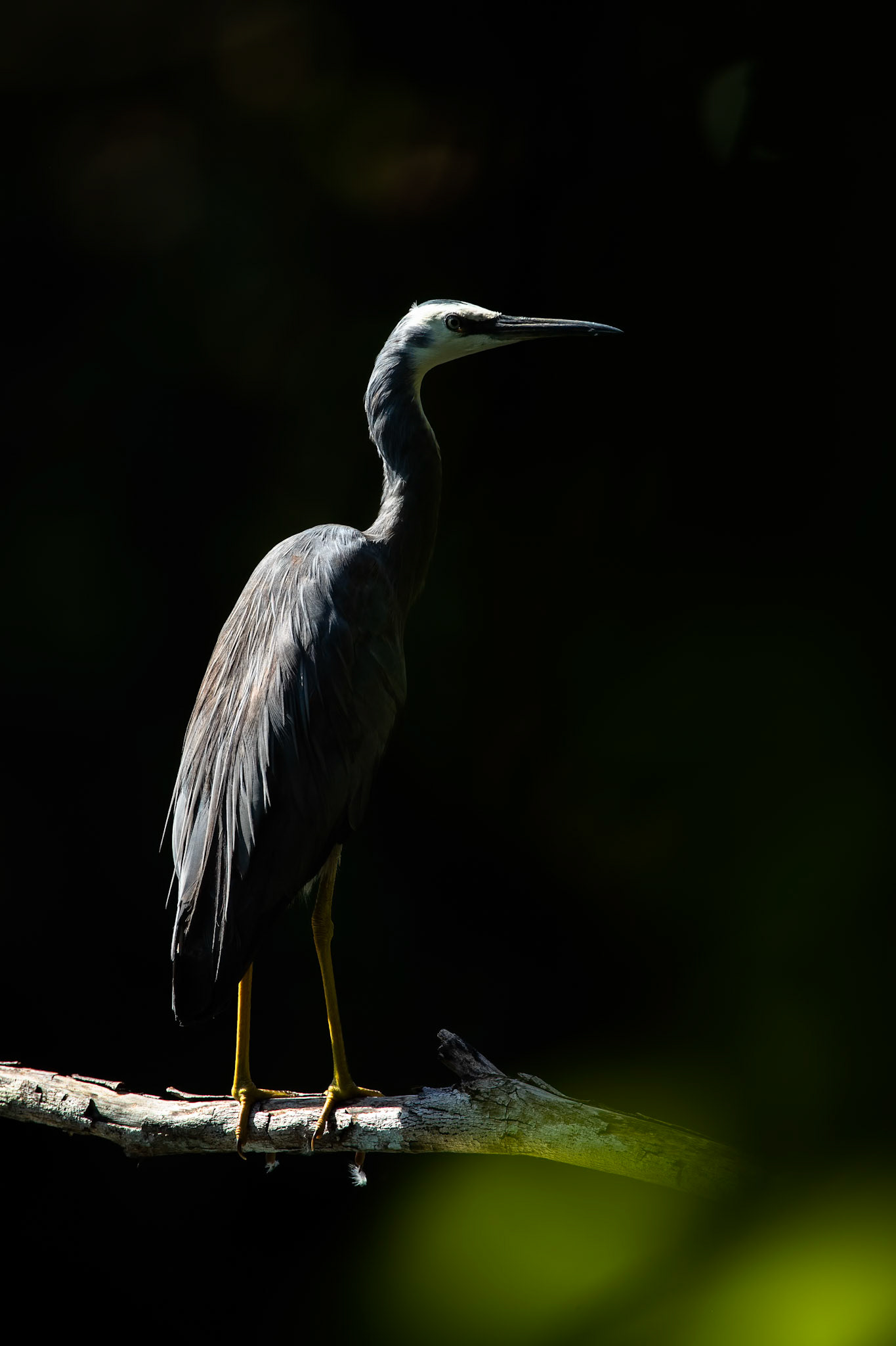 White-faced heron, Darwin, Australia