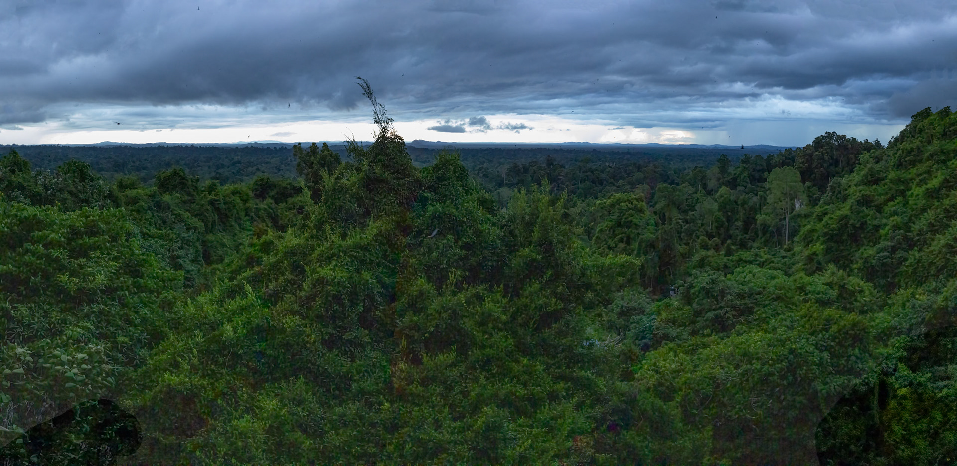 Forest, Gomantong Caves, Sukau, Borneo