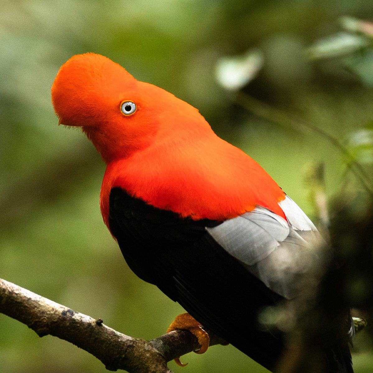 Cock of the rock, Cock of the rock lodge, Manu road, Peru