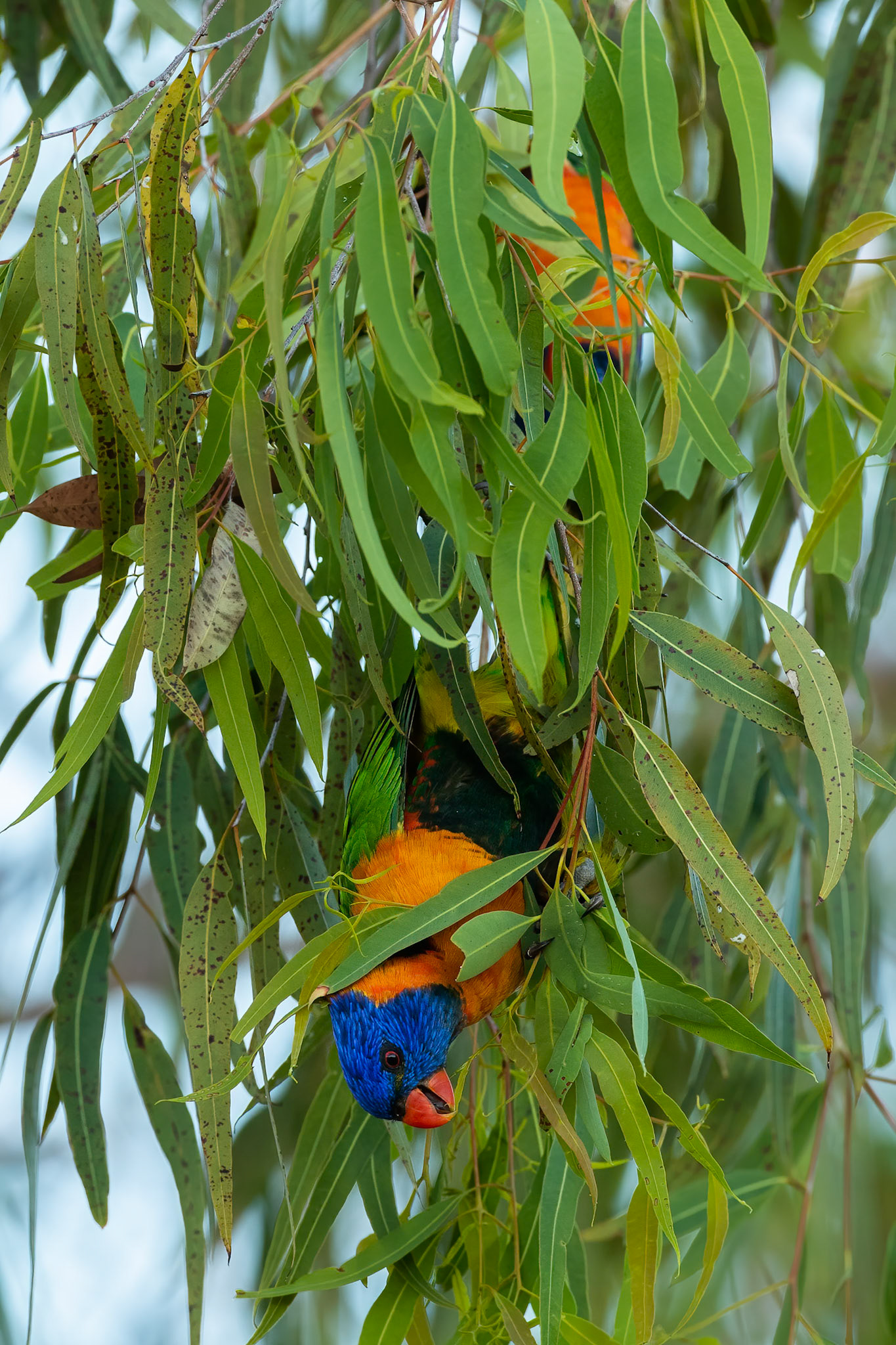 Red collared lorakeet, Pine Creek, Northern Territory, Australia