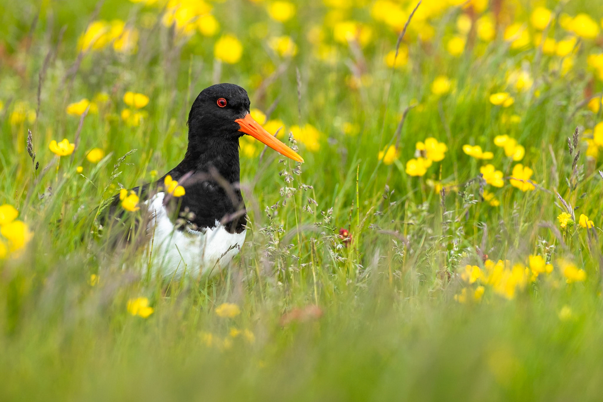 Eurasian oystercatcher, near Saubæjarkirkja, Rauðasandur, Westfjords, Iceland