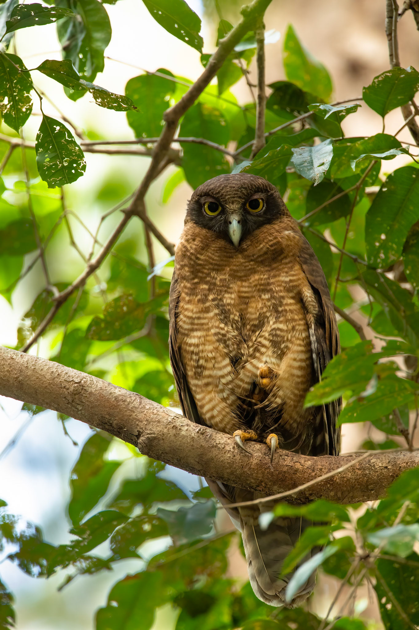 Rufous owl, Darwin, Australia