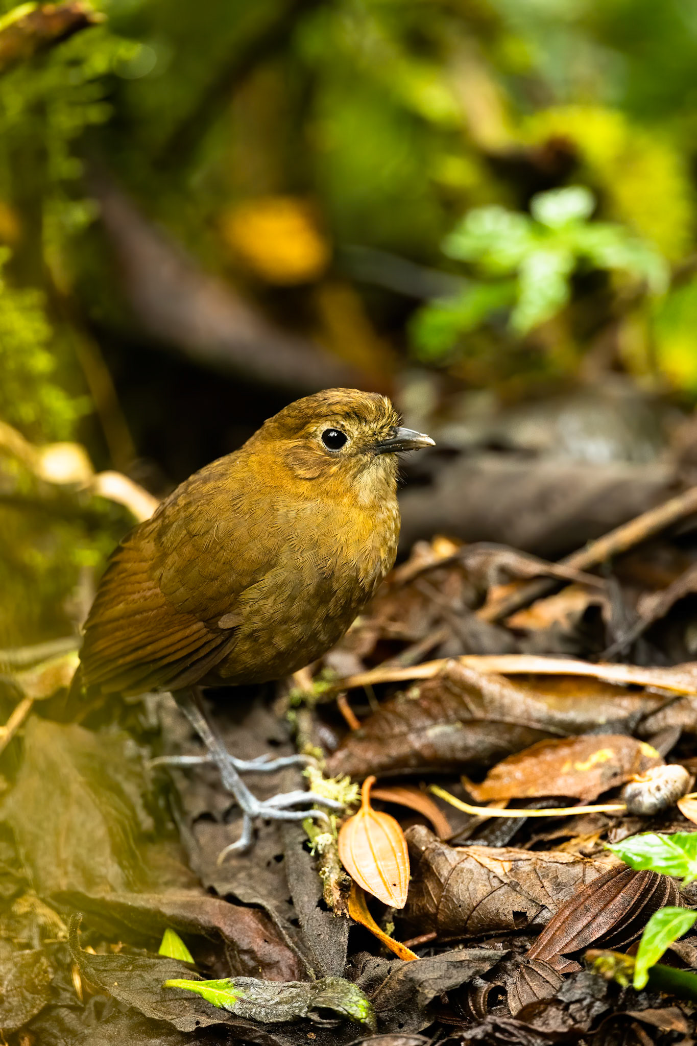 Brown-banded antpitta, Rio Blanco, Colombia