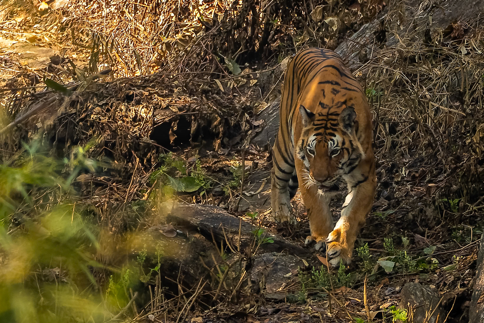 Bengal tiger, Khana, India