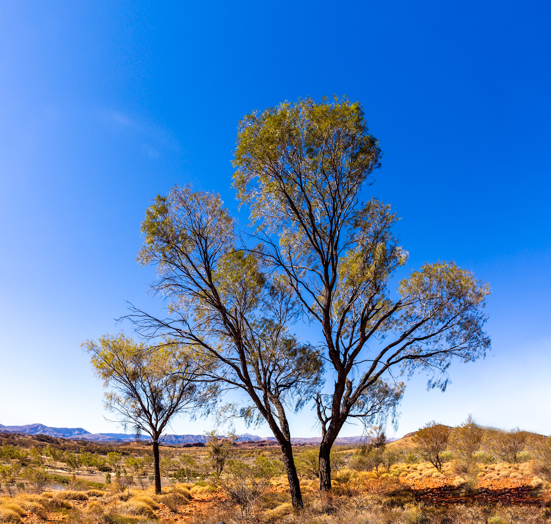 Charlie's Camp to Ochre pits, Larapinta Trail, Northern Territory, Australia