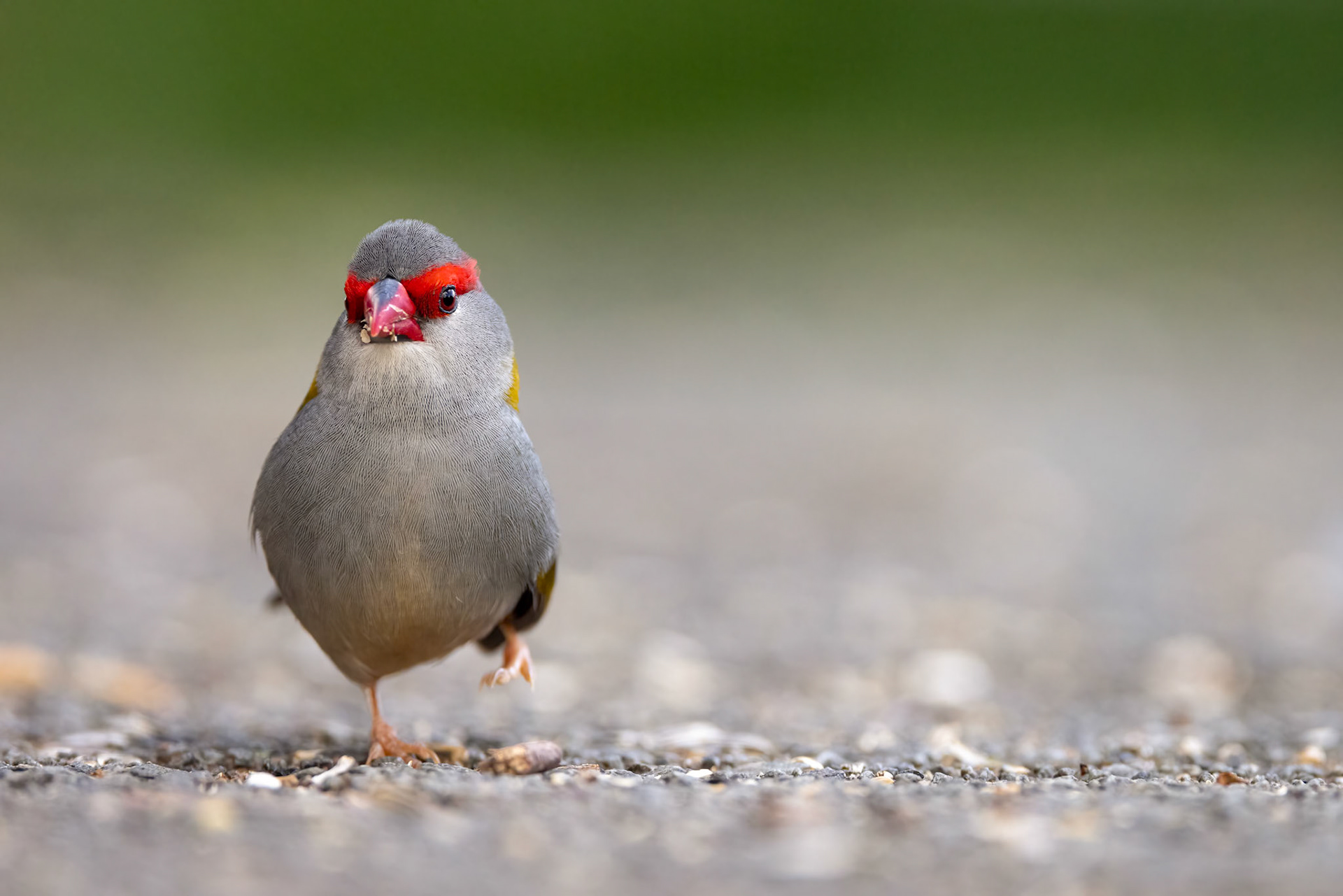 Red-browed firetail, O'Reilly's Rainforest Retreat, Lamington National Park, Queensland, Australia