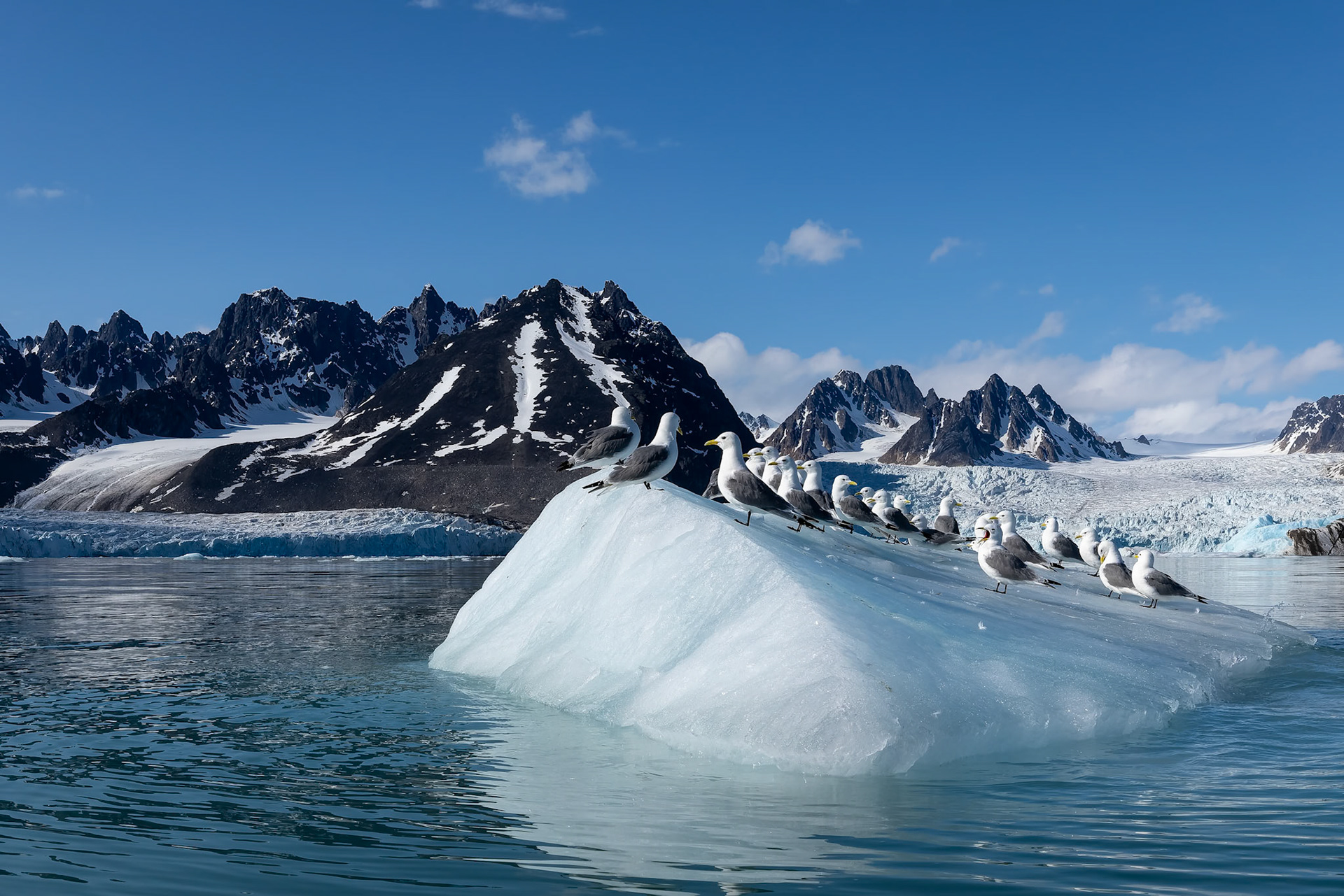 Kittiwake, Monacobreen, Svalbard, Norway