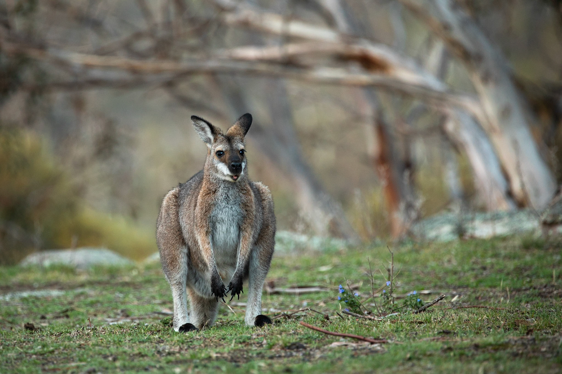 Eastern grey kangaroo, Mount Kosciuszko National Park, Snowy Mountains, New South Wales