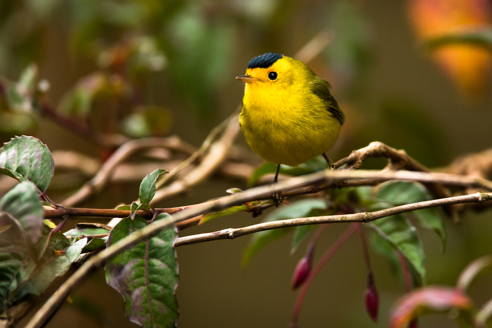 Wilson's warbler, Paraiso de Quetzal,  Costa Rica