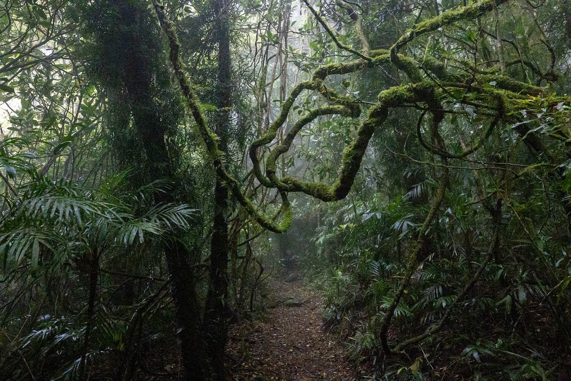 O'Reilly's Rainforest Retreat, Lamington National Park, Queensland, Australia