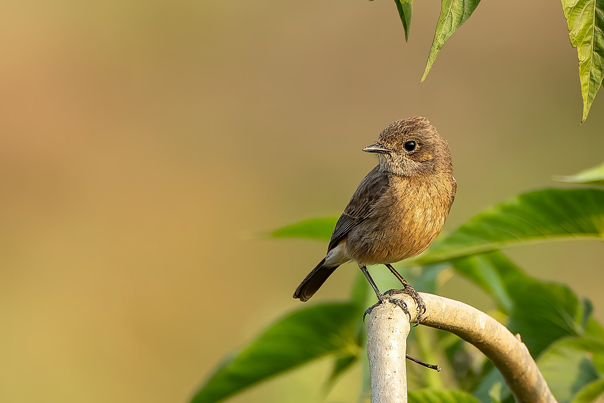 Pied bushchat, Khana, India