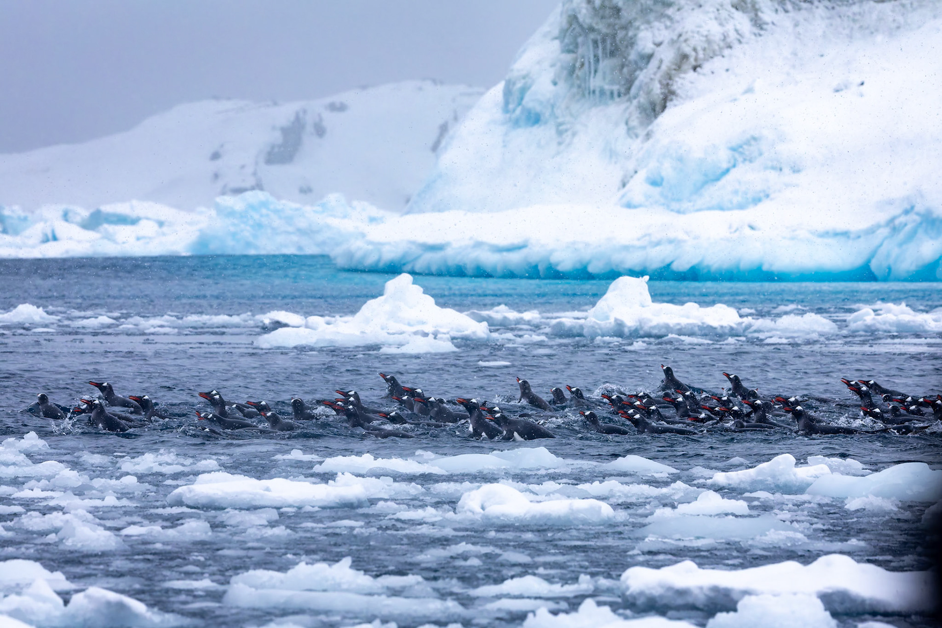 Gentoo penguin, Cierva Cove, Antarctica