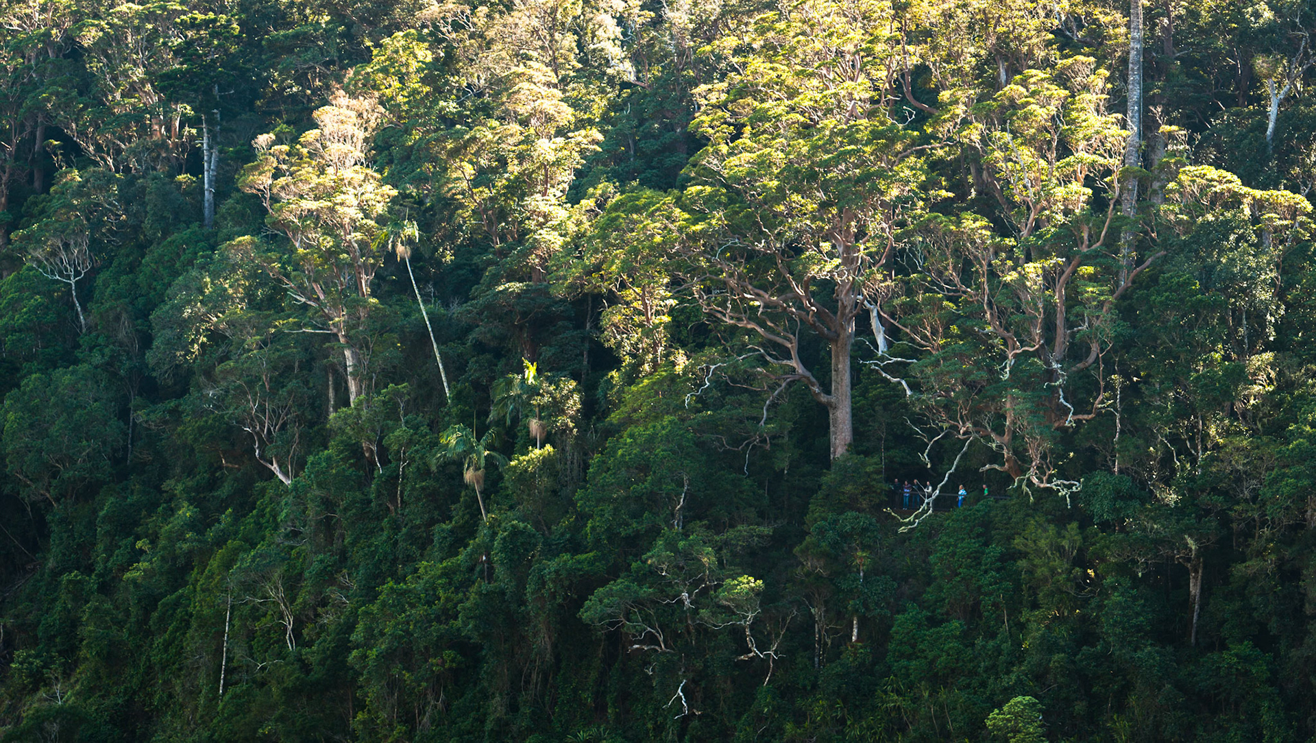 Lamington National Park, Queensland