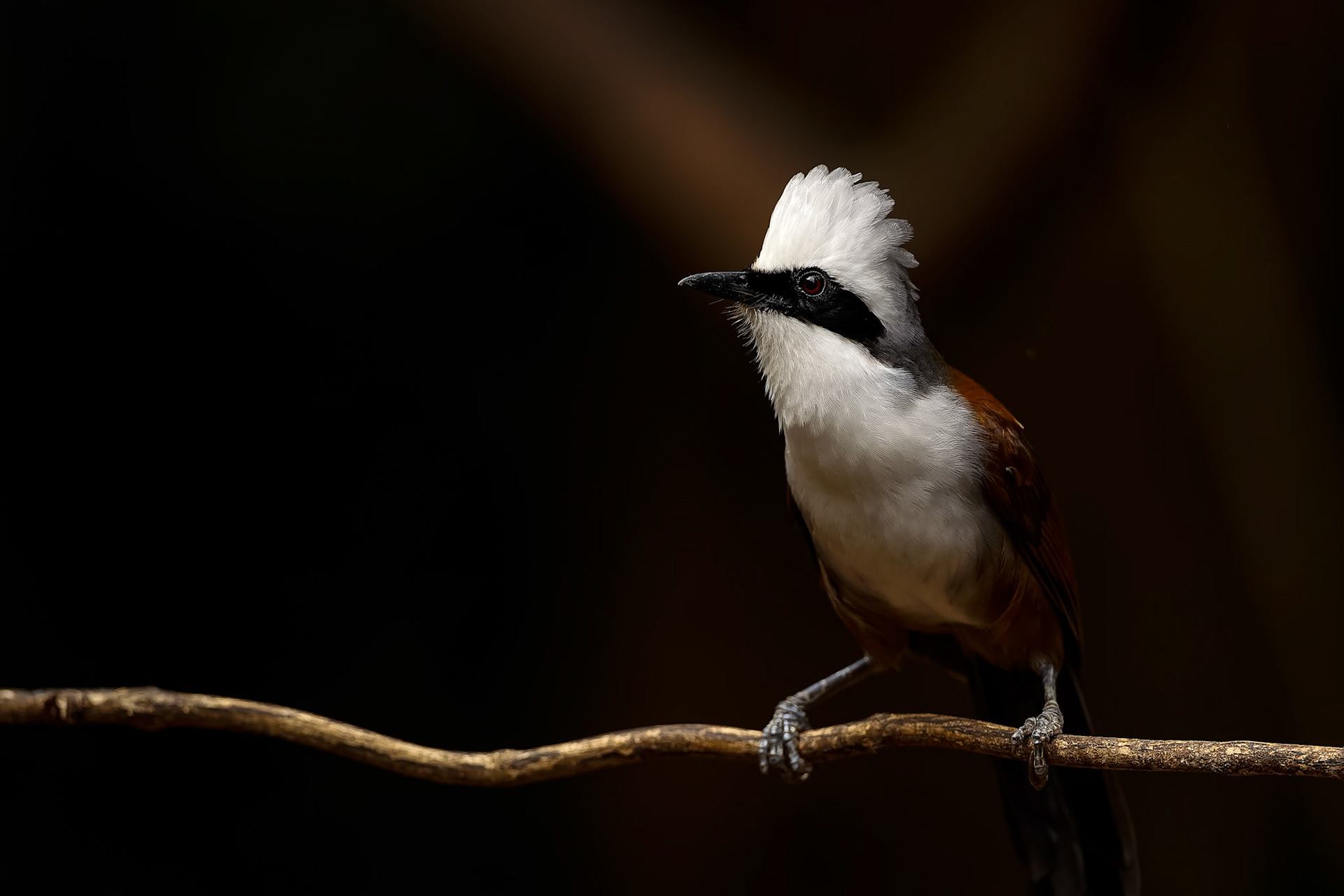 White-crested laughingthrush, Khaeng Krackan National Park, Thailand