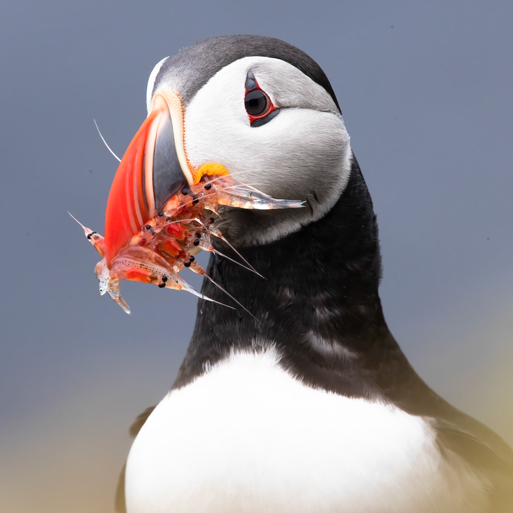 Atlantic puffin, Grímsey Island, Iceland